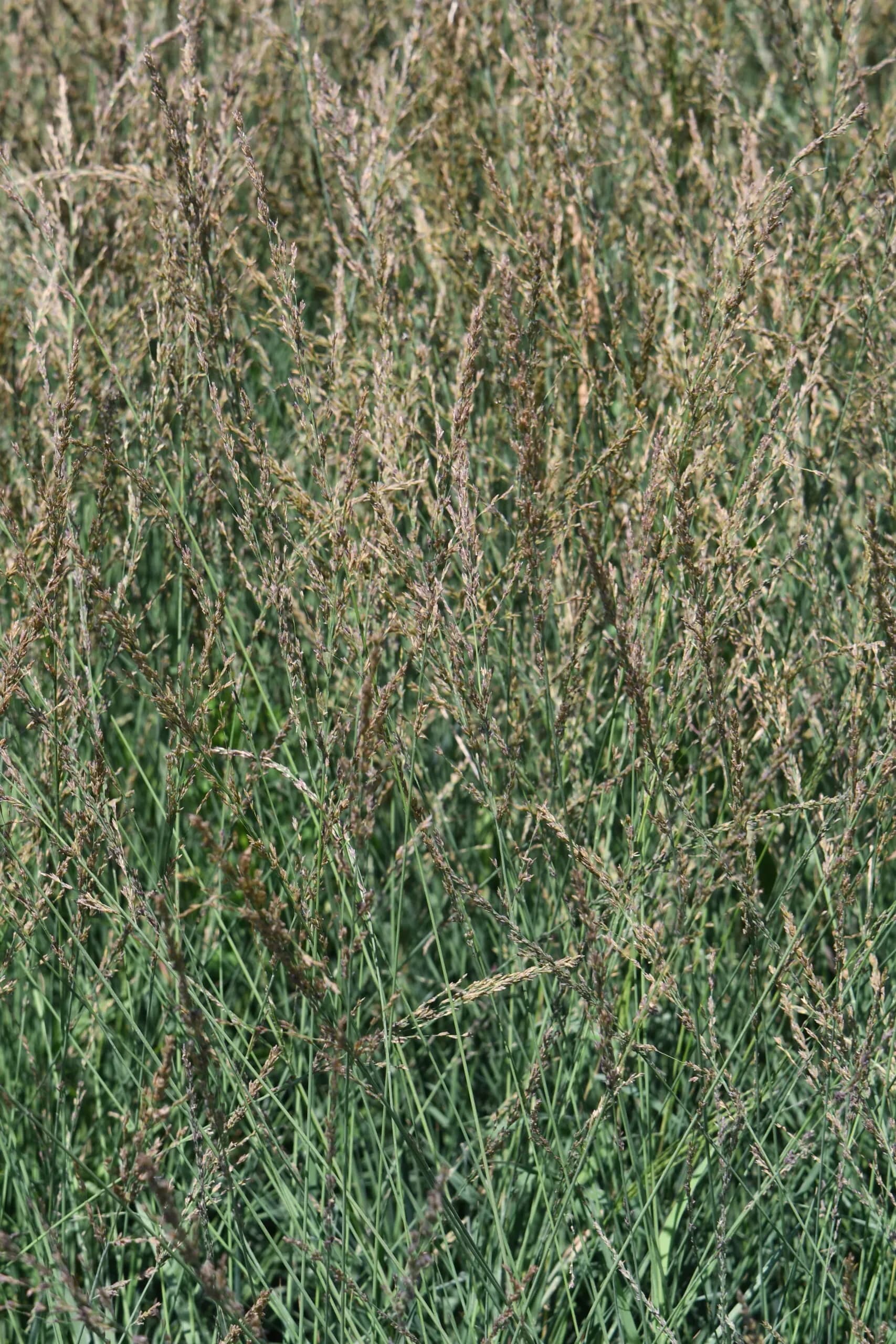 Molinia