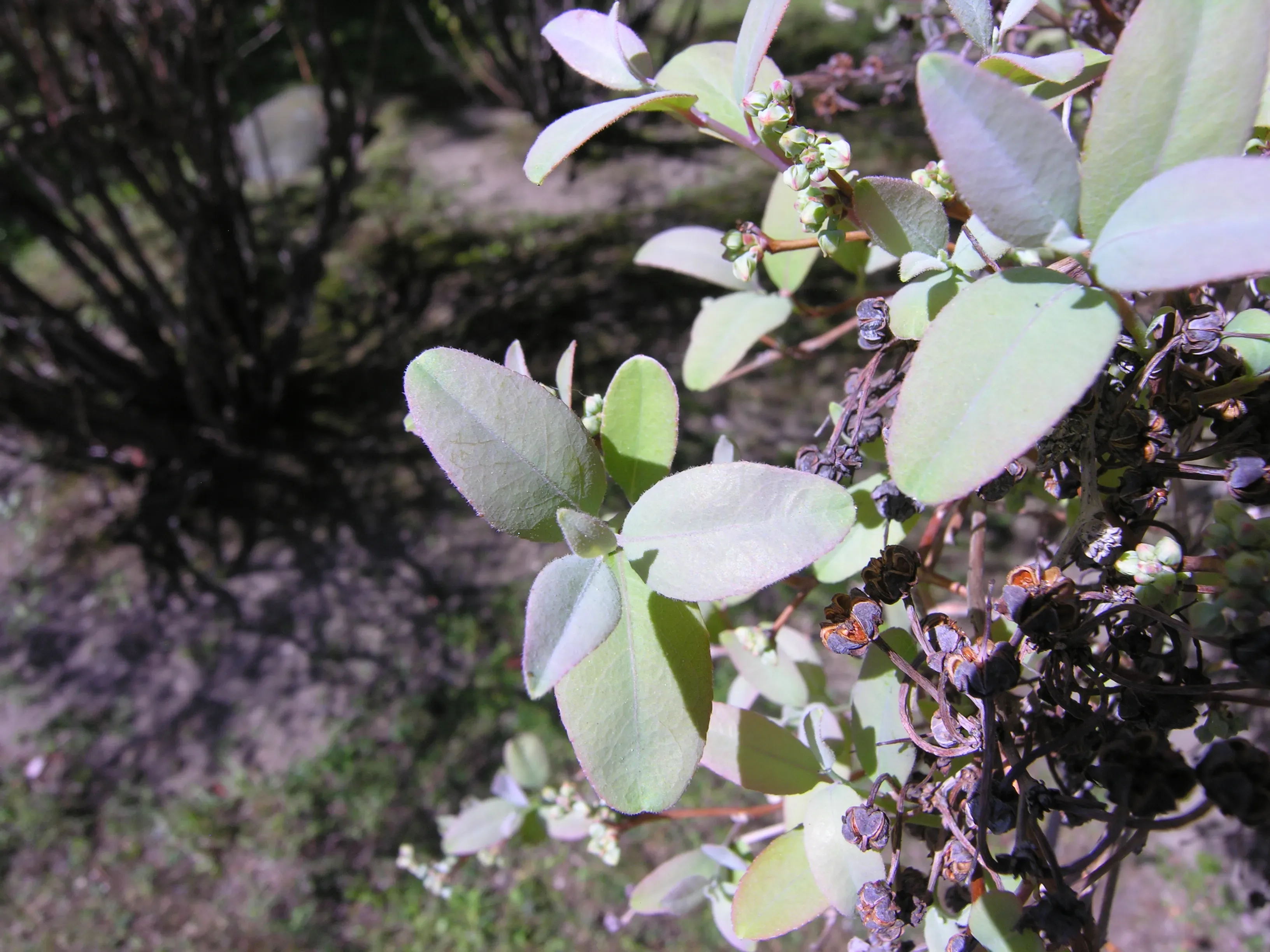 Zenobia pulverulenta