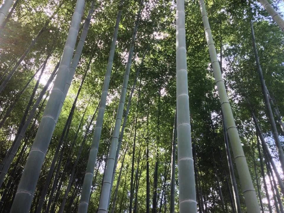 Bamboo Phyllostachys