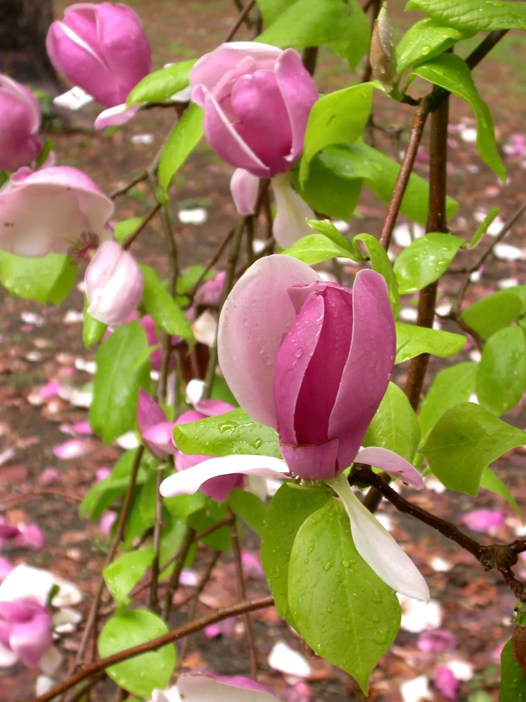 Magnolia