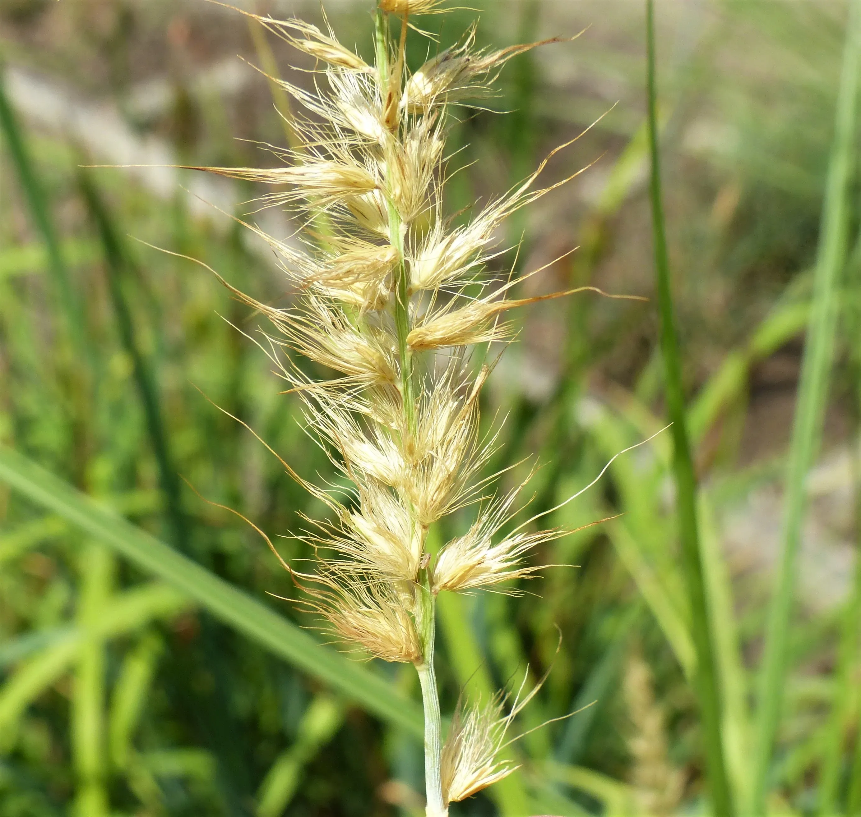 Penniseto