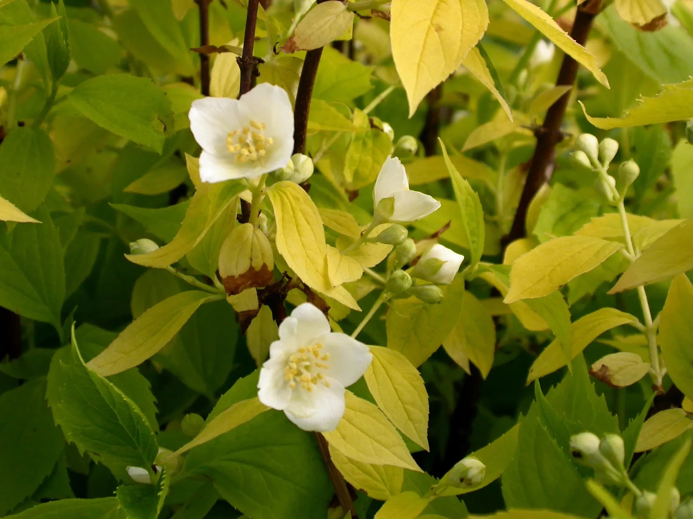 Filadelfo 'Aureus'