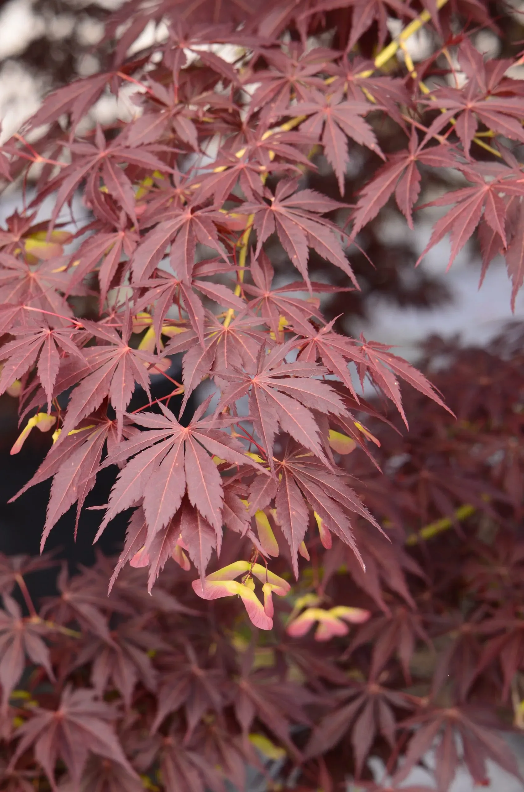 Acero Palmato 'Hondoshi'