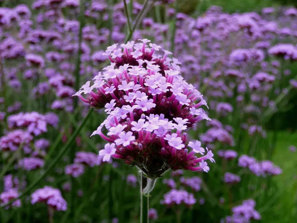 Verbena di Buenos Aires ‘Purple Tower’