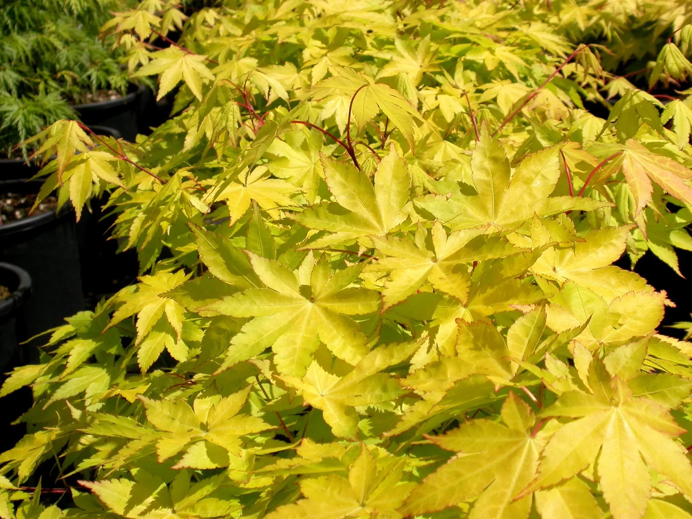 Acero Palmato 'Summer Gold'