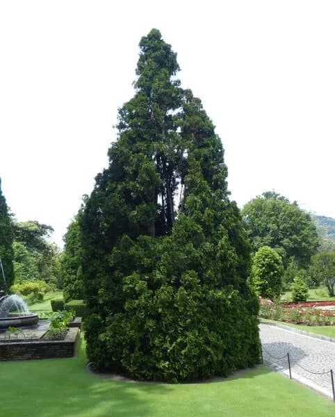 Tuia occidentale 'Pyramidalis'