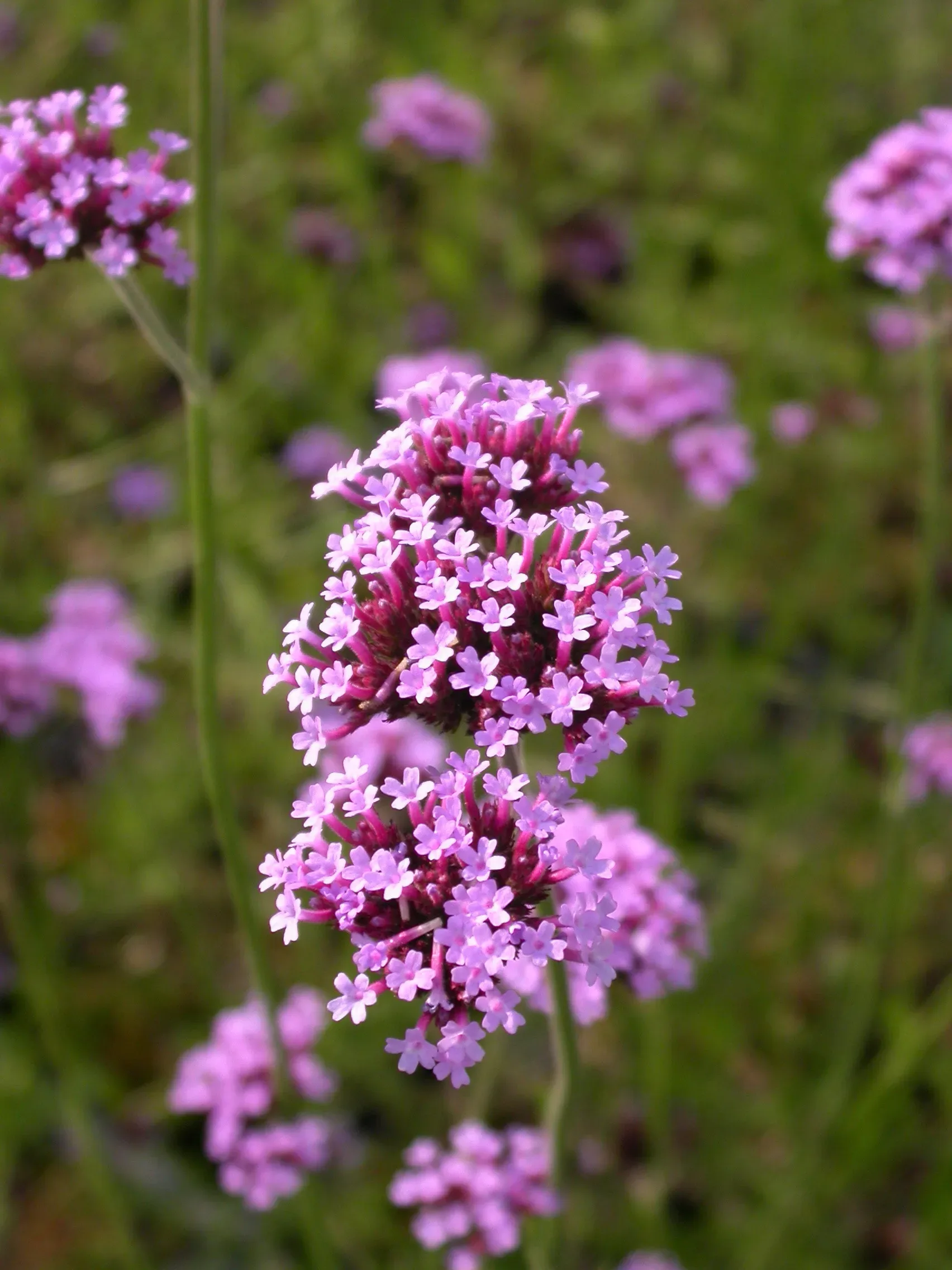 Verbena di Buenos Aires