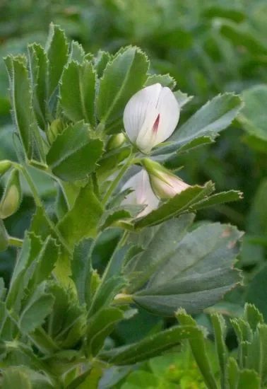 Stregona