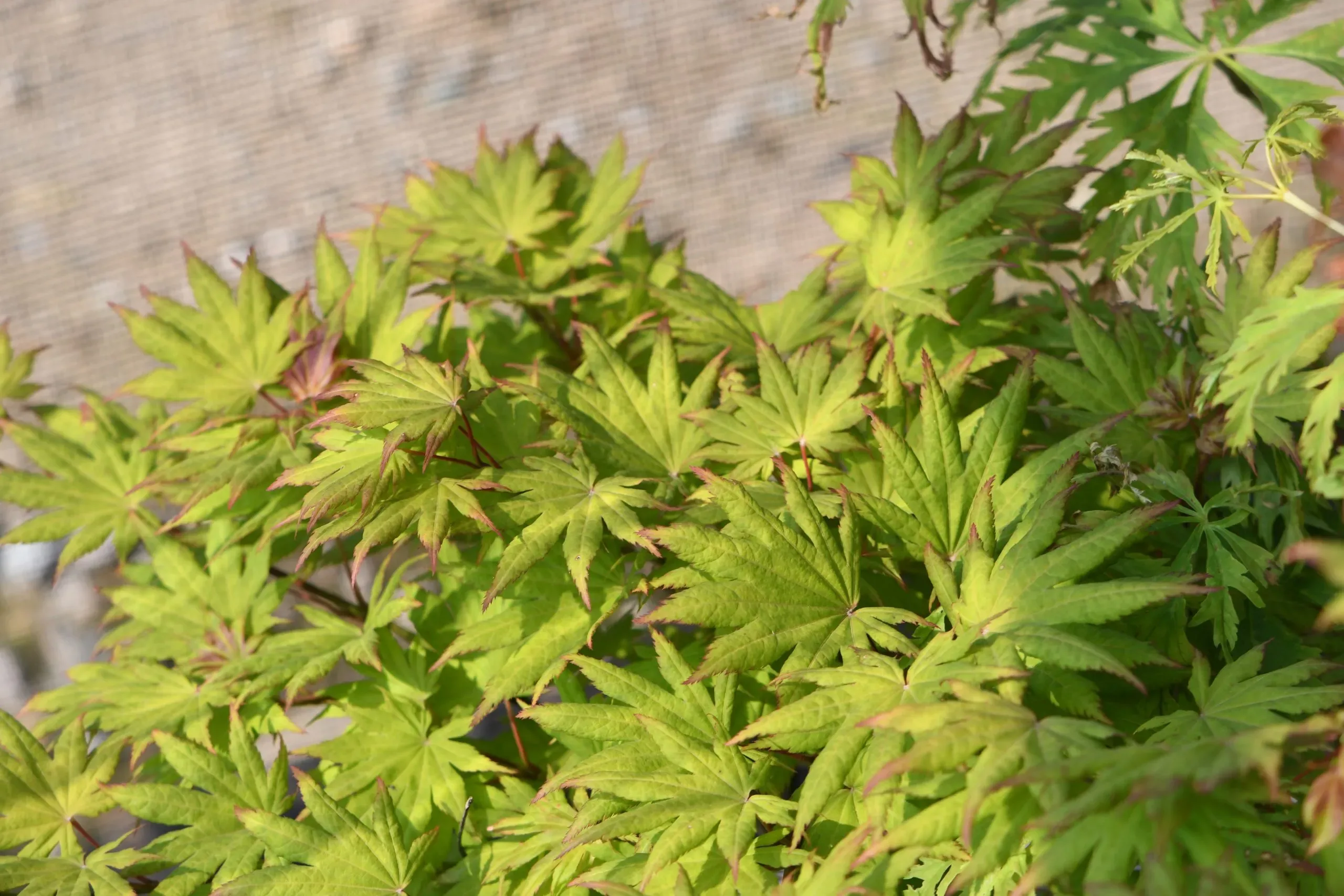 Acero Shirasawanum 'Autumn Moon'