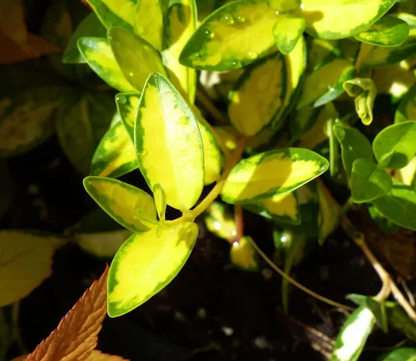 Pervinca ‘Illumination’