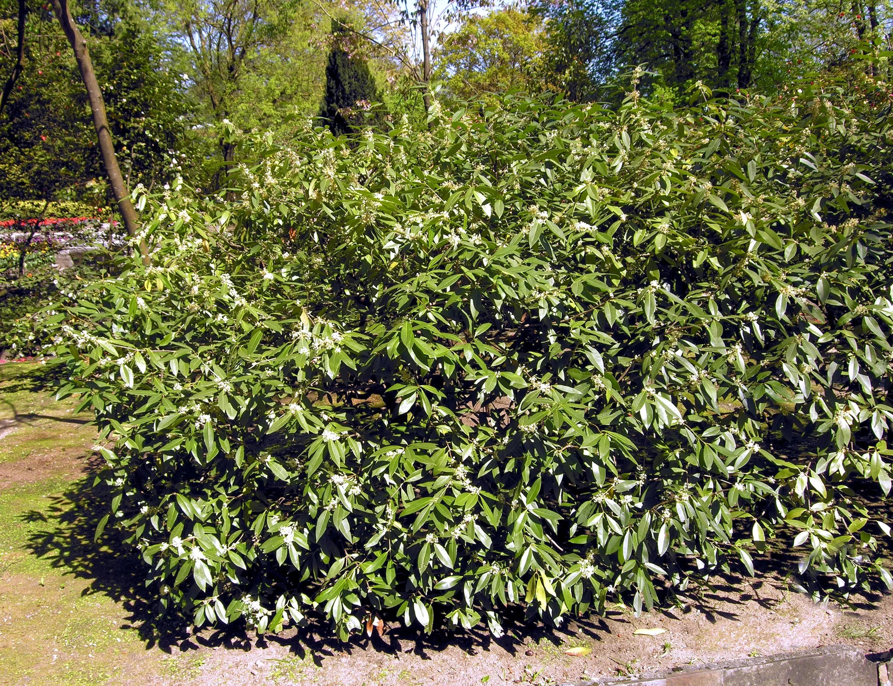 Osmanthus