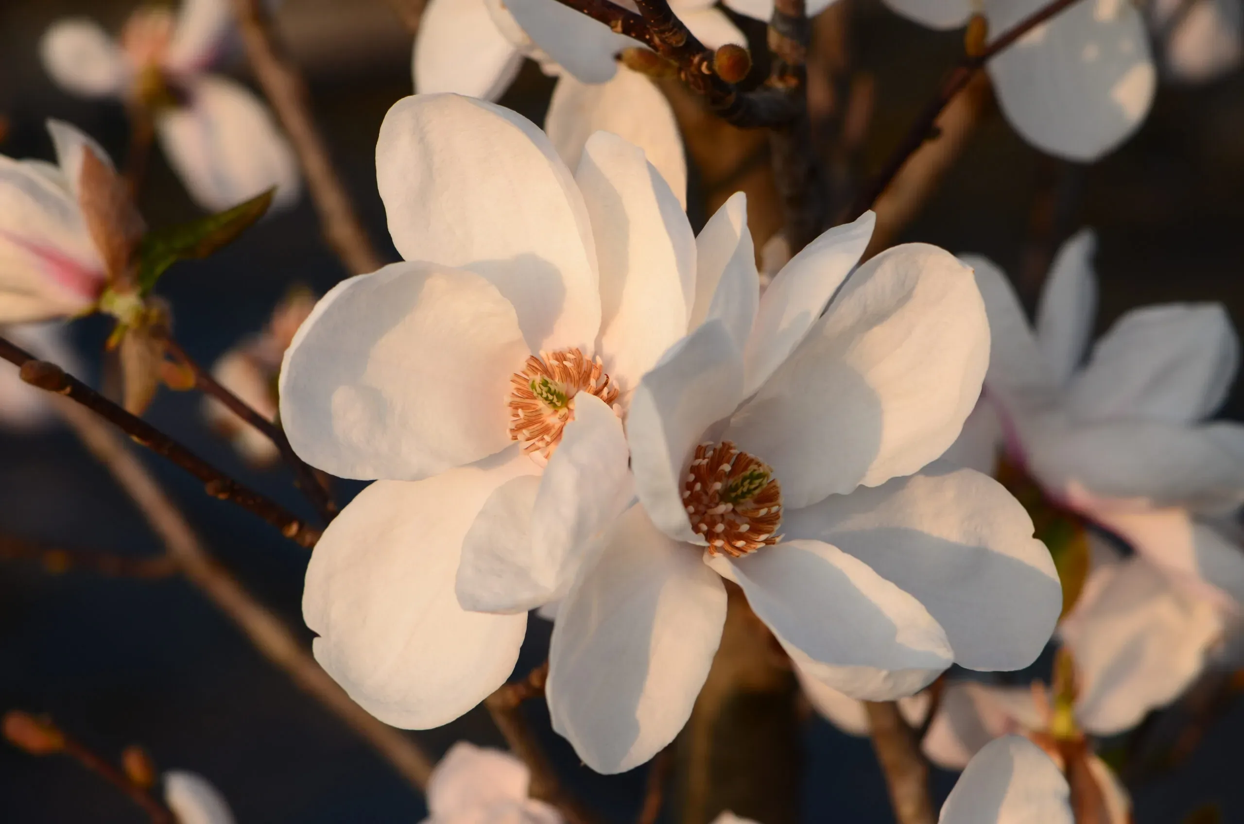 Magnolia