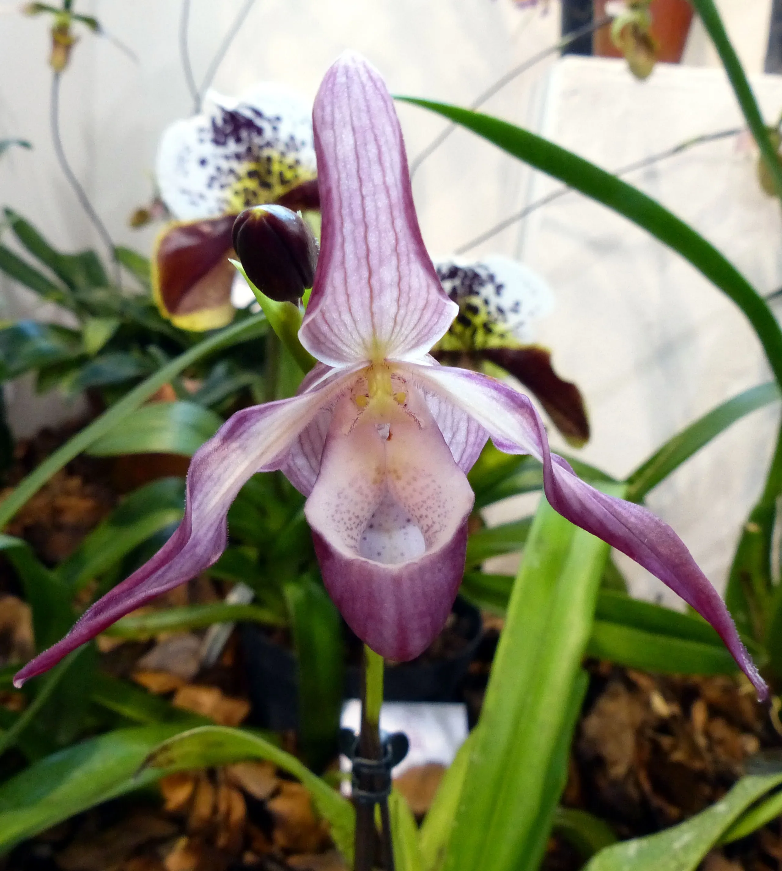 Scarpetta di Venere tropicale