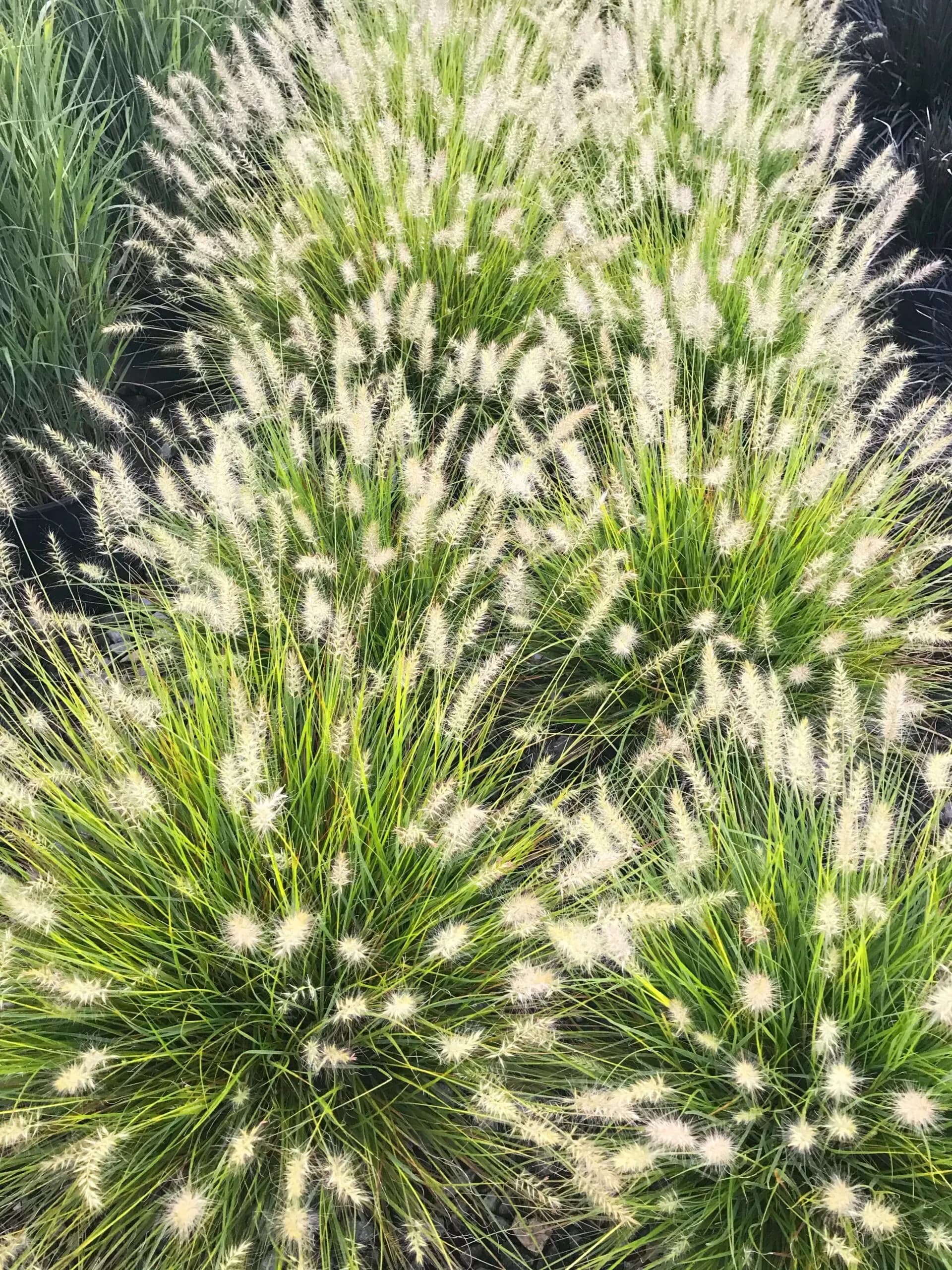 Pennisetum alopecuroides ®’Lumen Gold’ (‘JS Jommenik’PBR) EU 44184