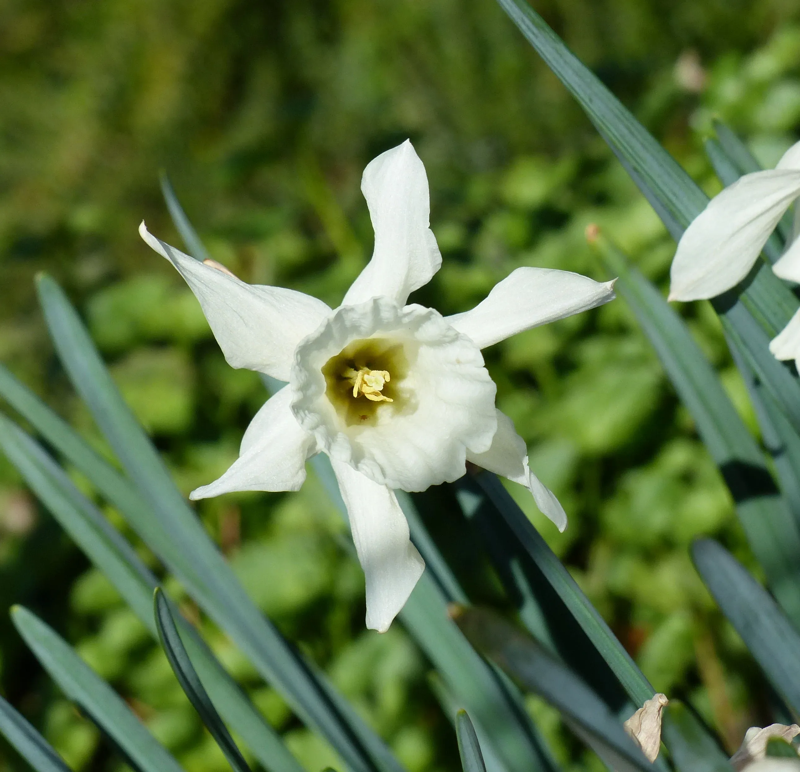 Narciso
