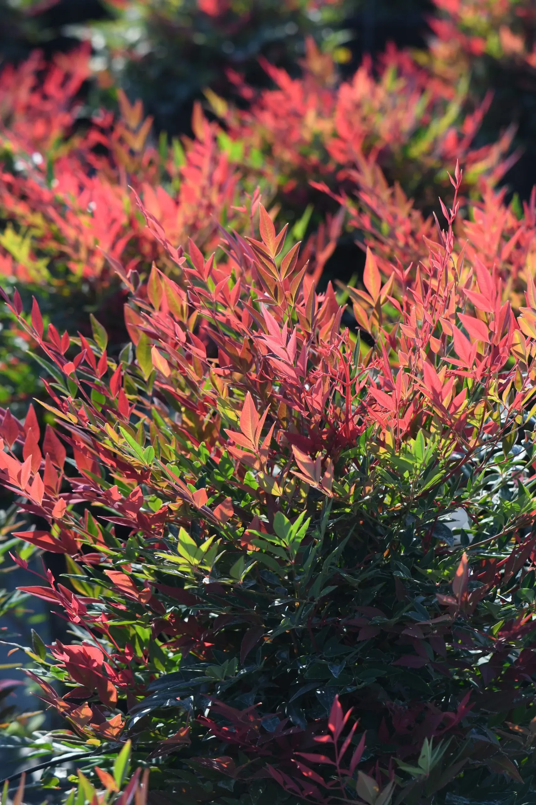 Nandina (bambù sacro)