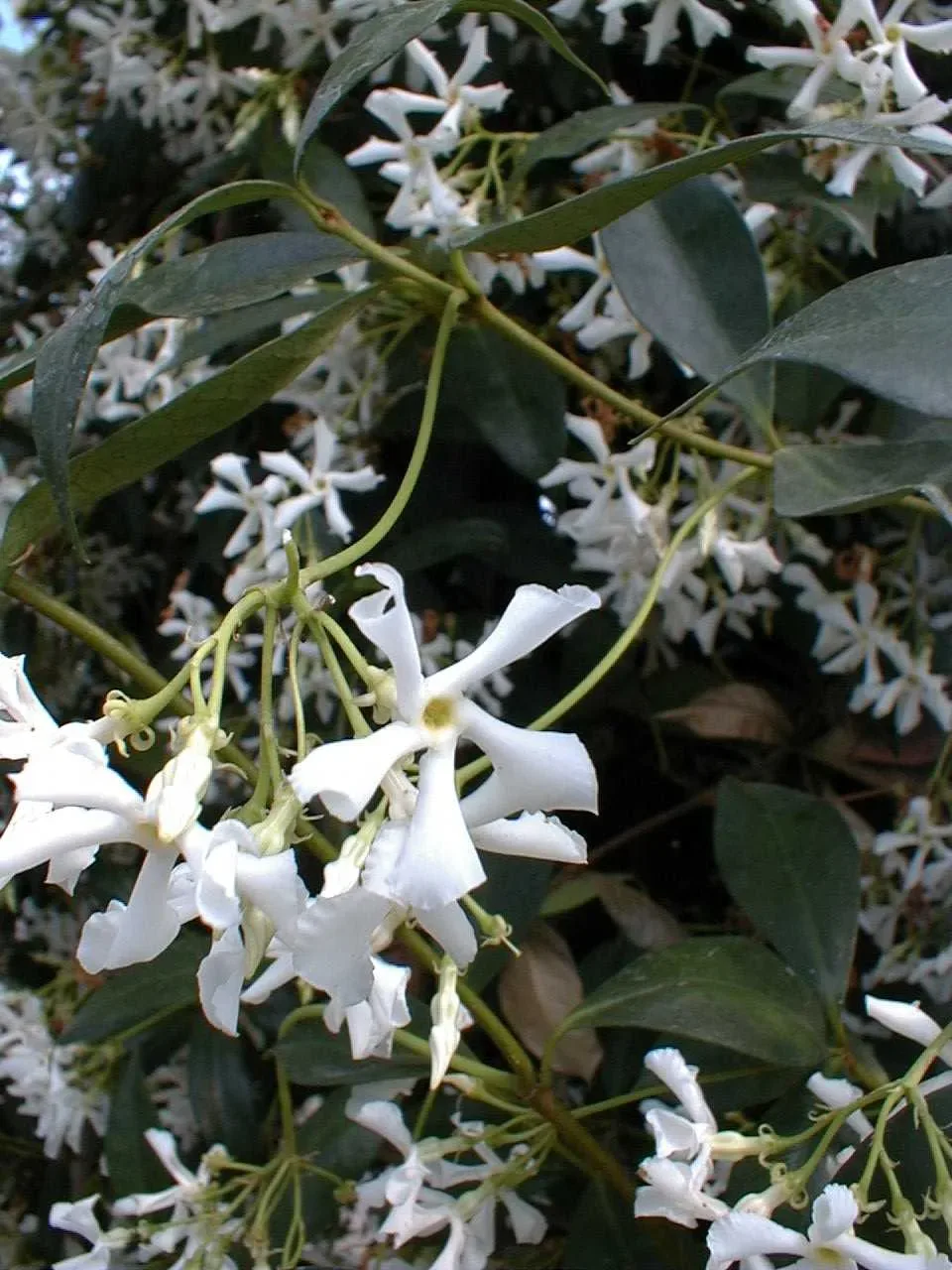 Gelsomino di Madagascar