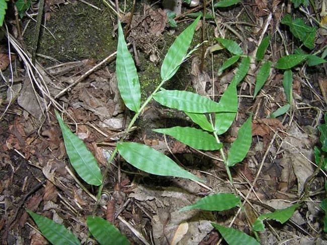 Oplismeno