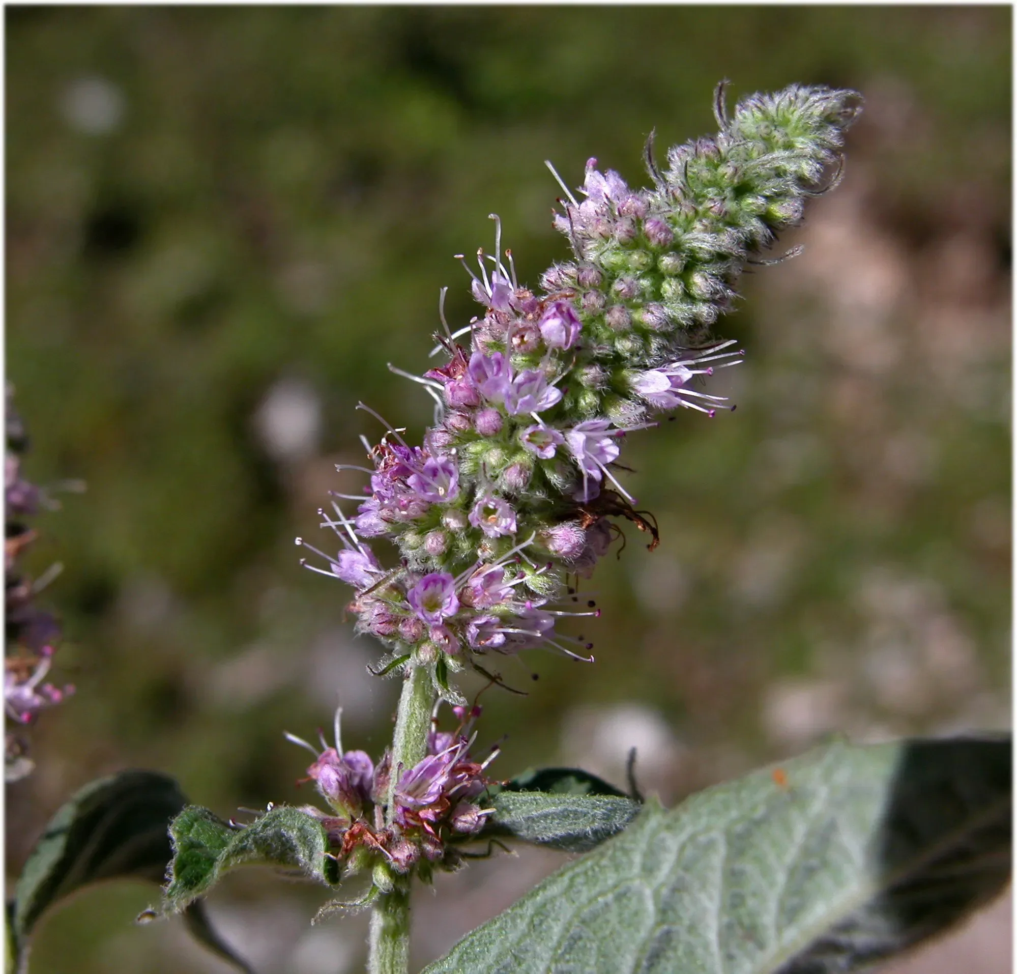 Menta longifolia
