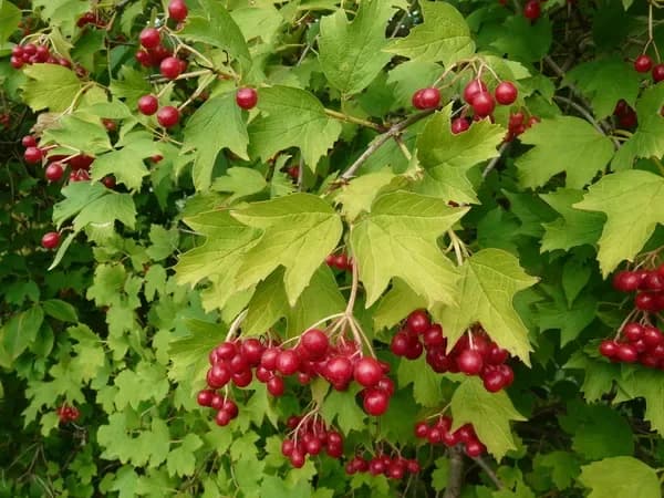 Viburno di Sargent ‘Flavum’