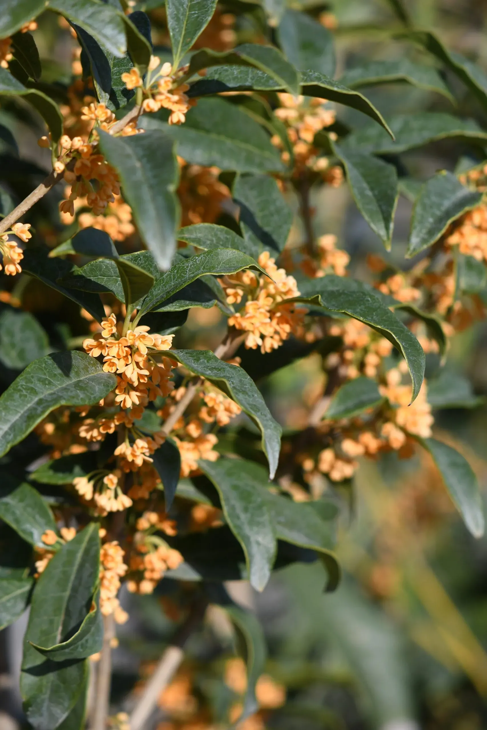 Osmanthus