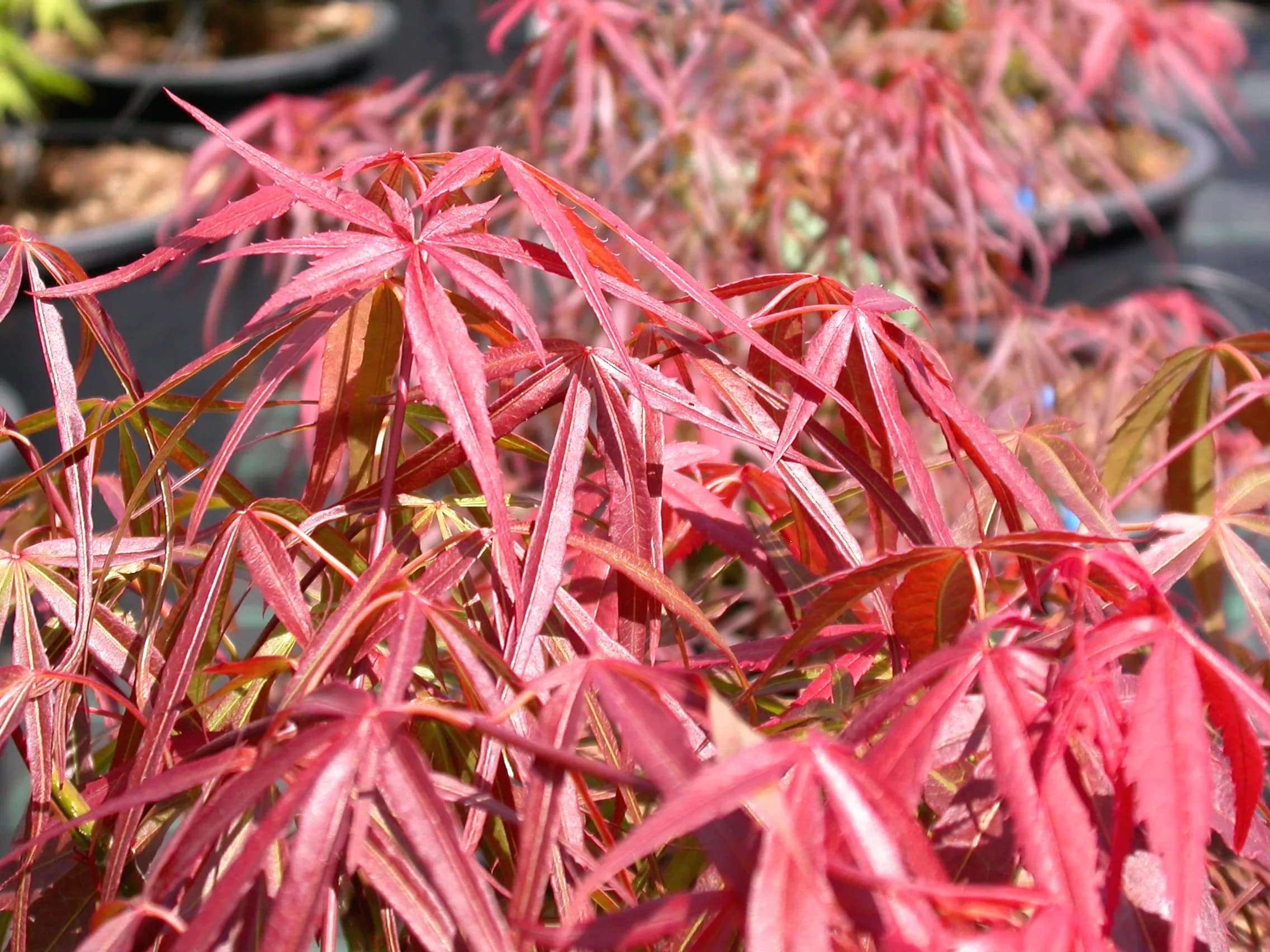 Acero Palmato 'Red Pygmy'