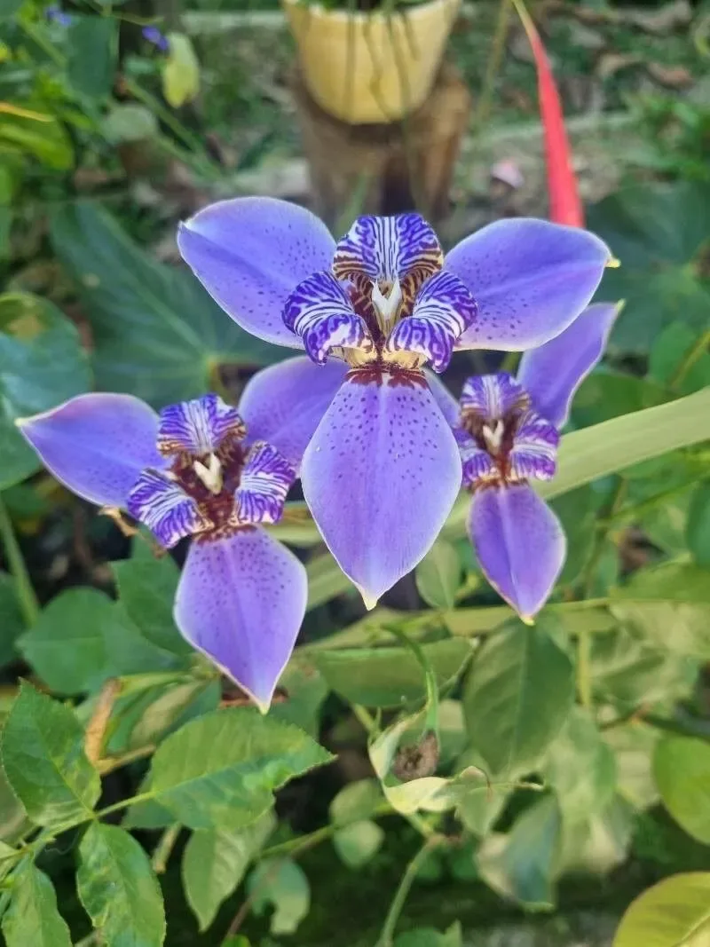 Iris deambulante