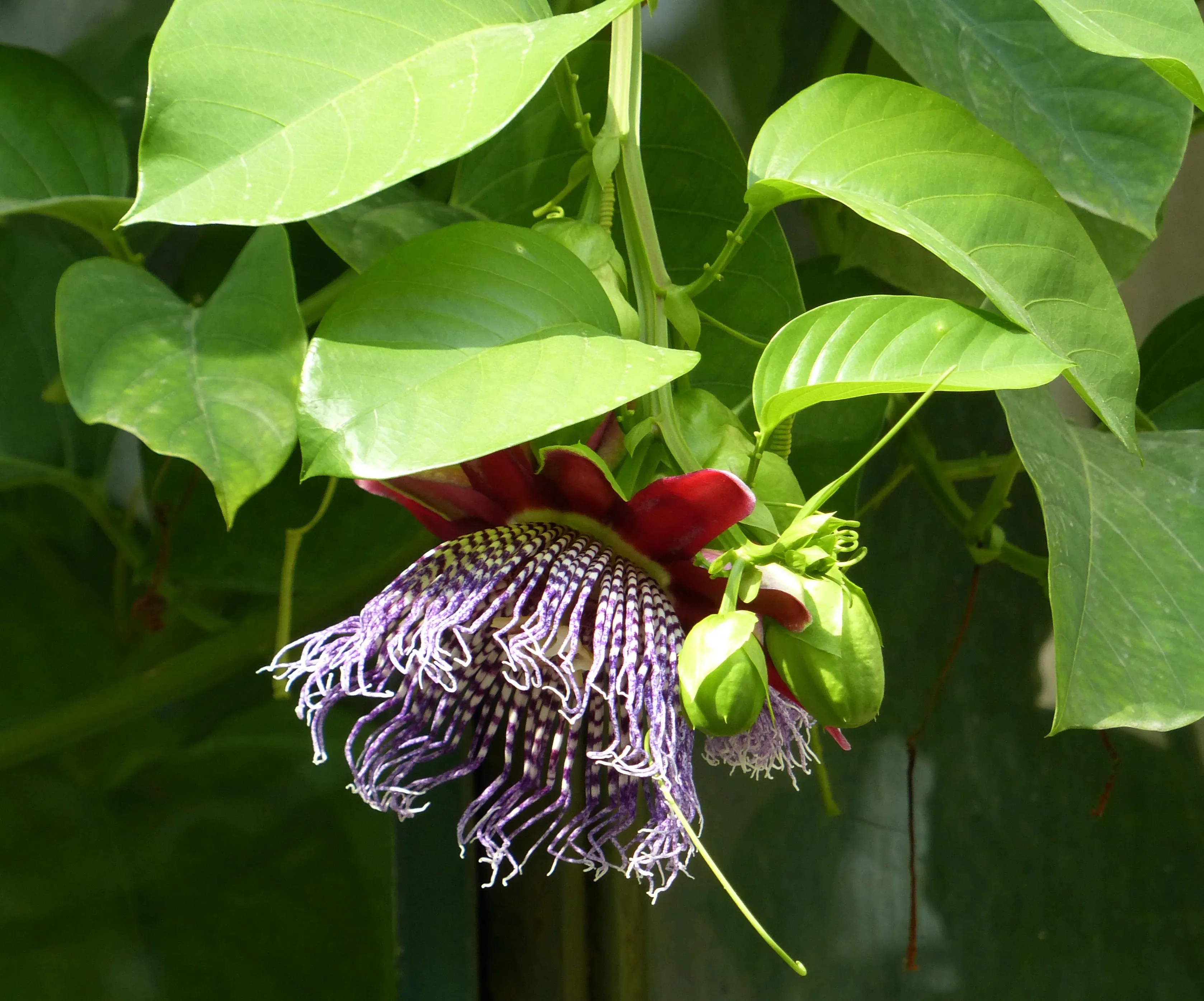 Passiflora