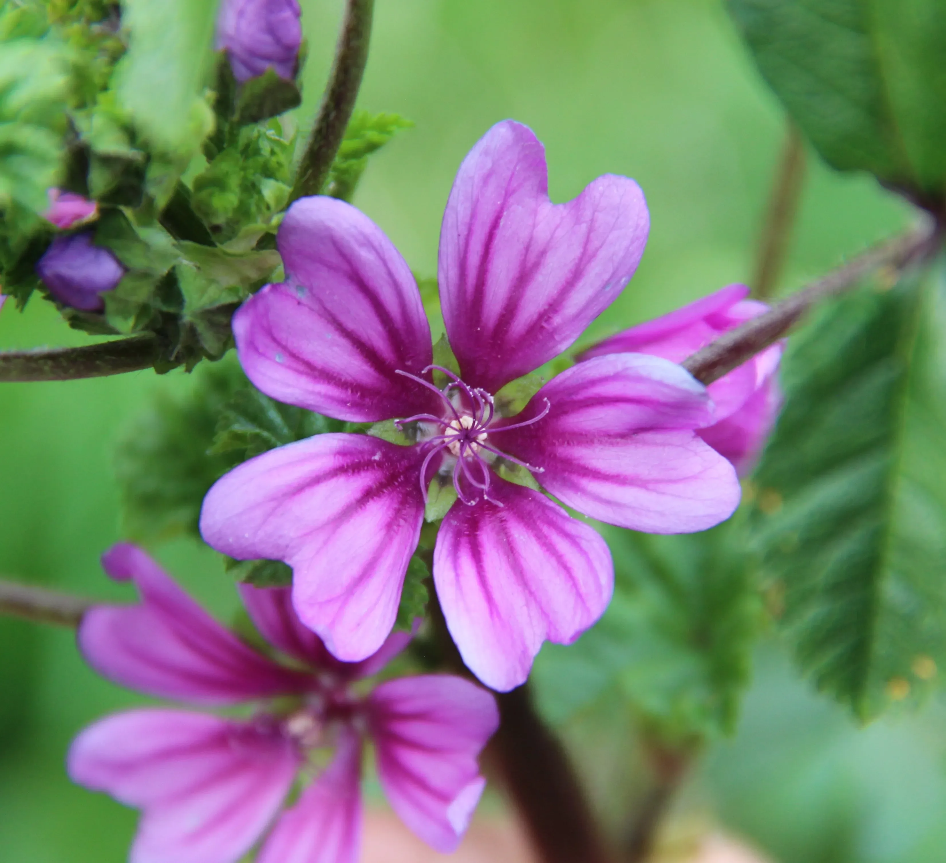 Malva comune