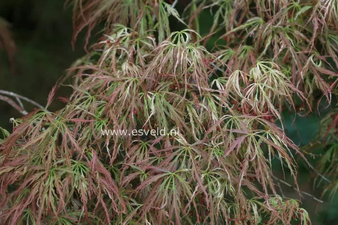 Acero Palmato 'Goshiki-Shidare'
