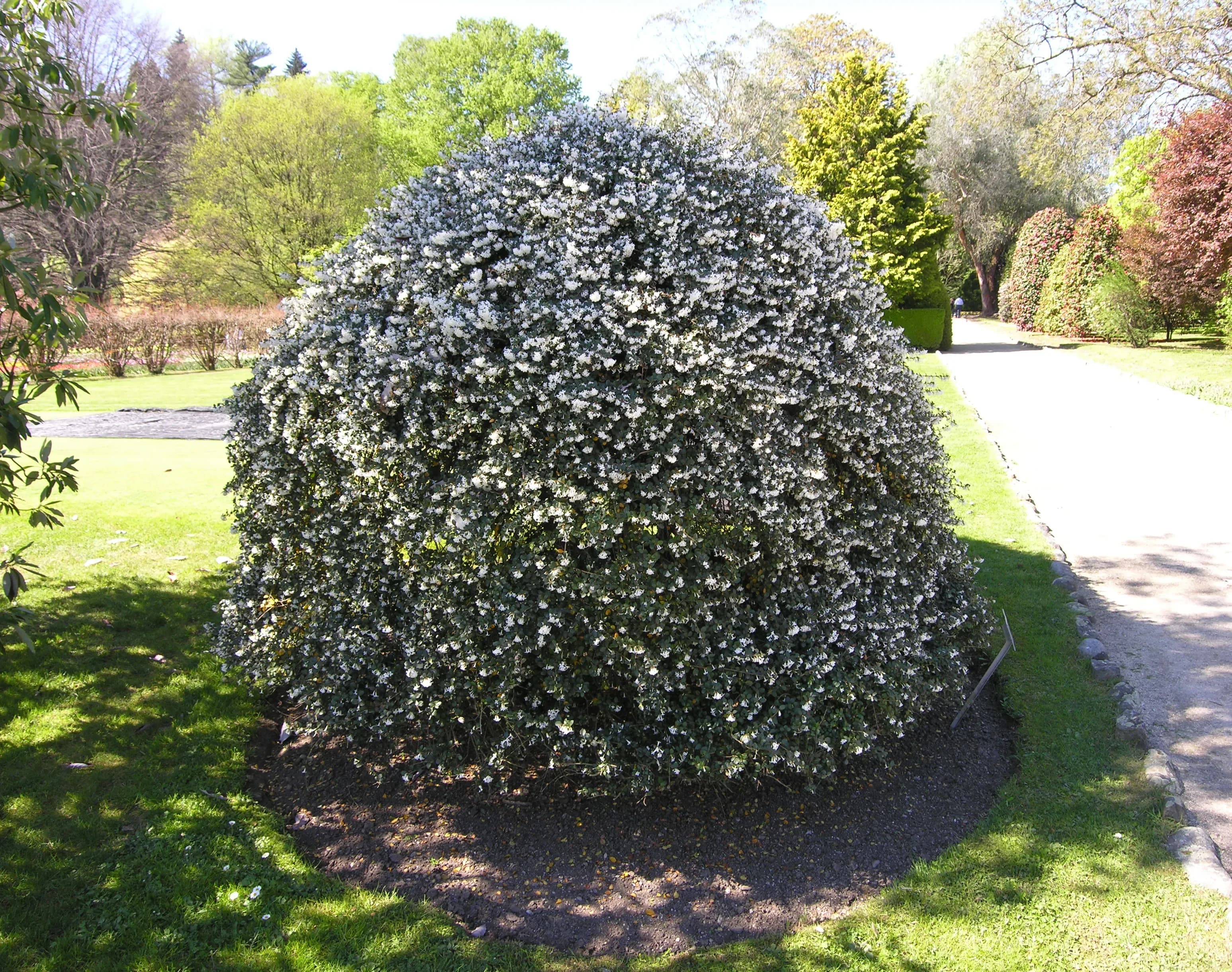 Osmanthus