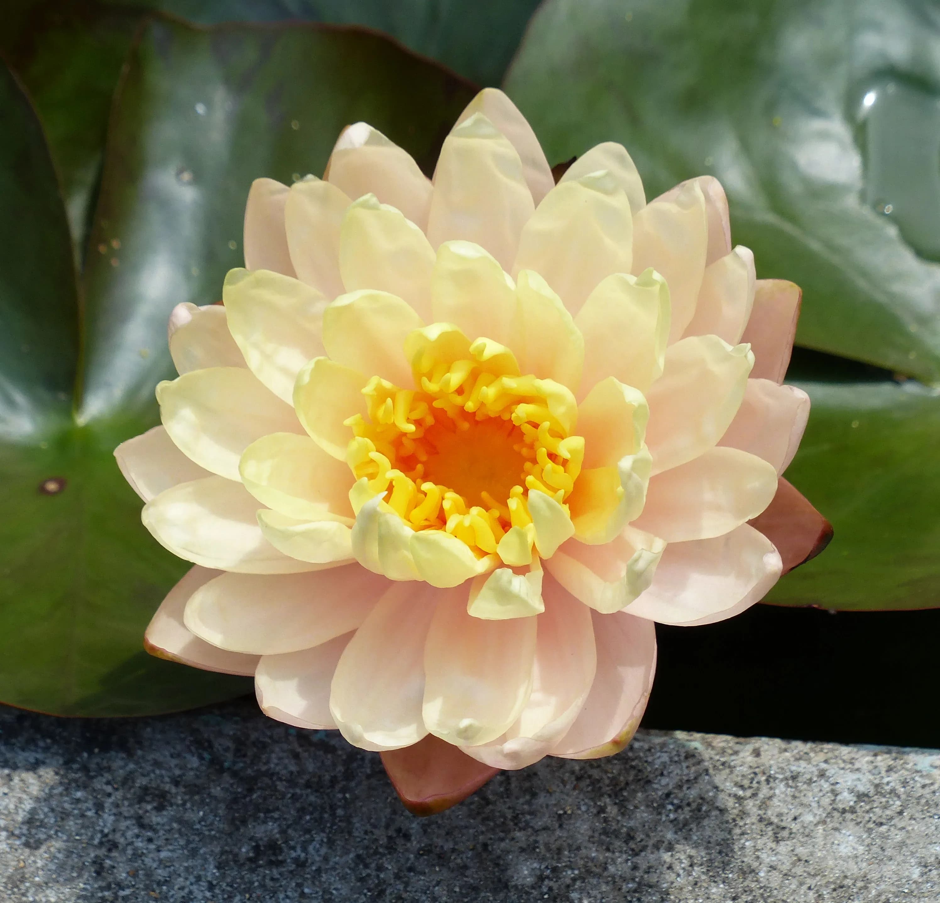 Ninfea
