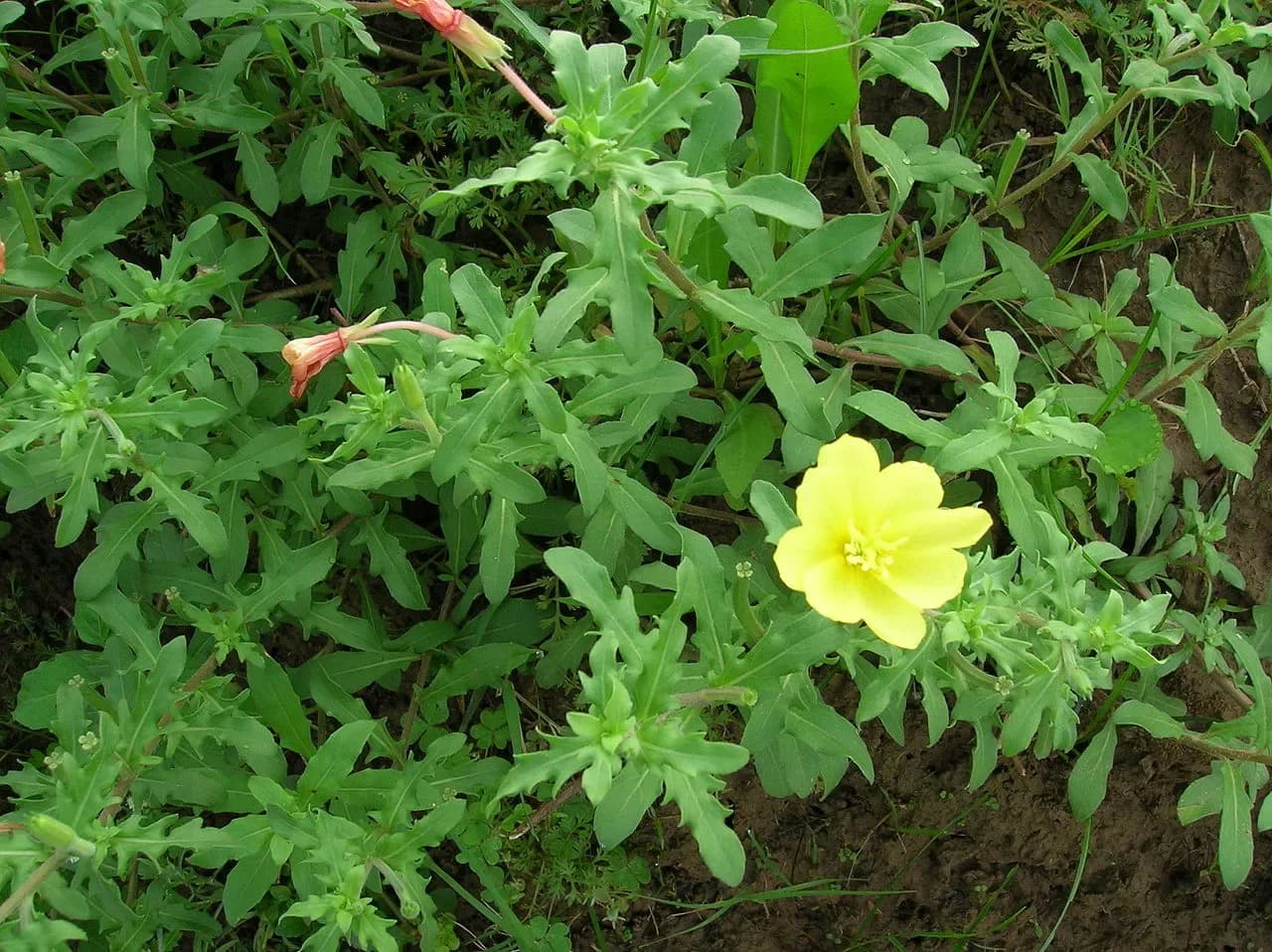 Enagra laciniata