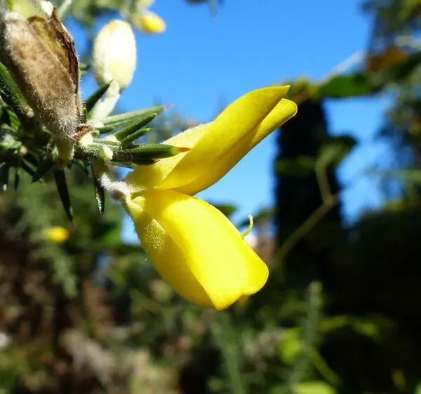 Ginestra comune