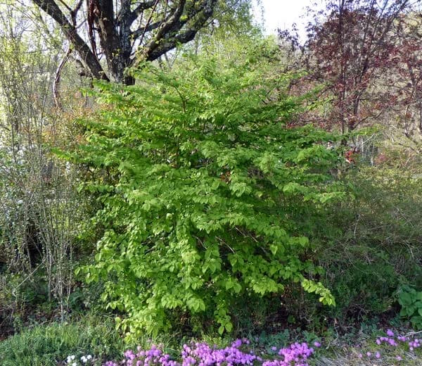 Viburno plicato ‘Cascade’