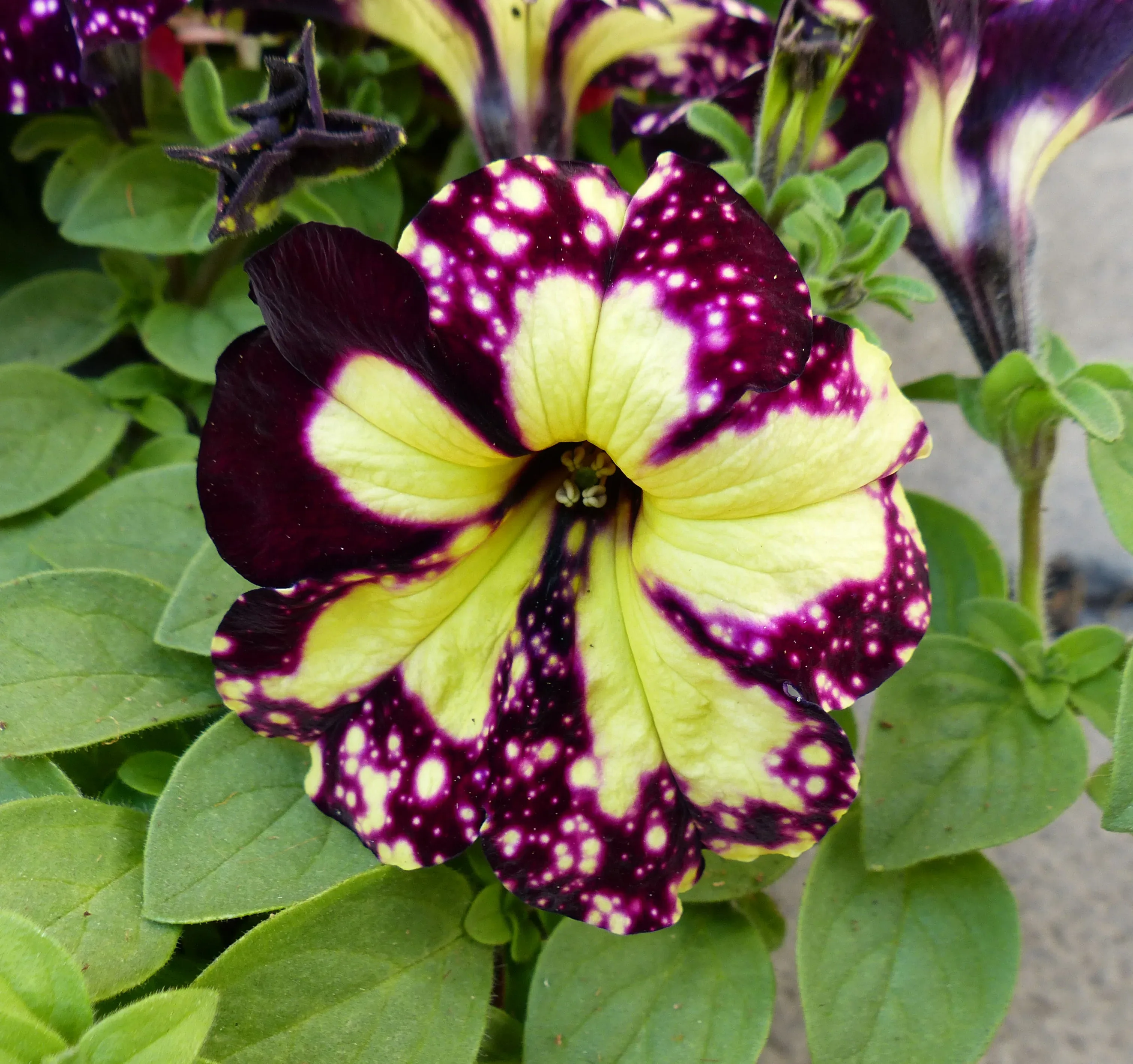 Petunia 'Lightning Sky'