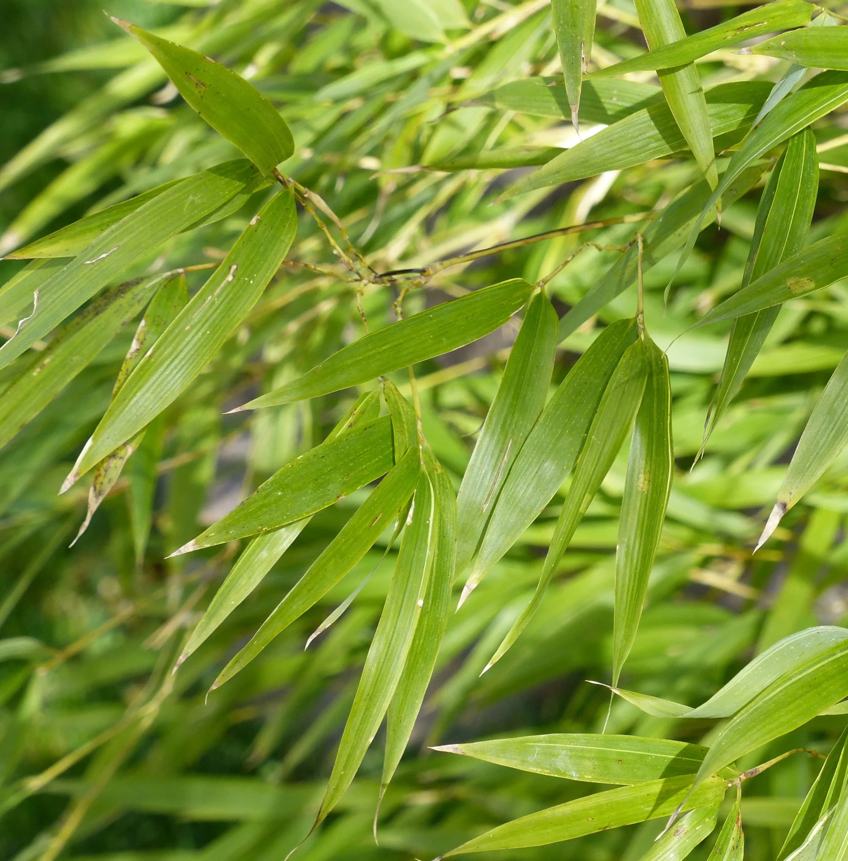 Bamboo Phyllostachys