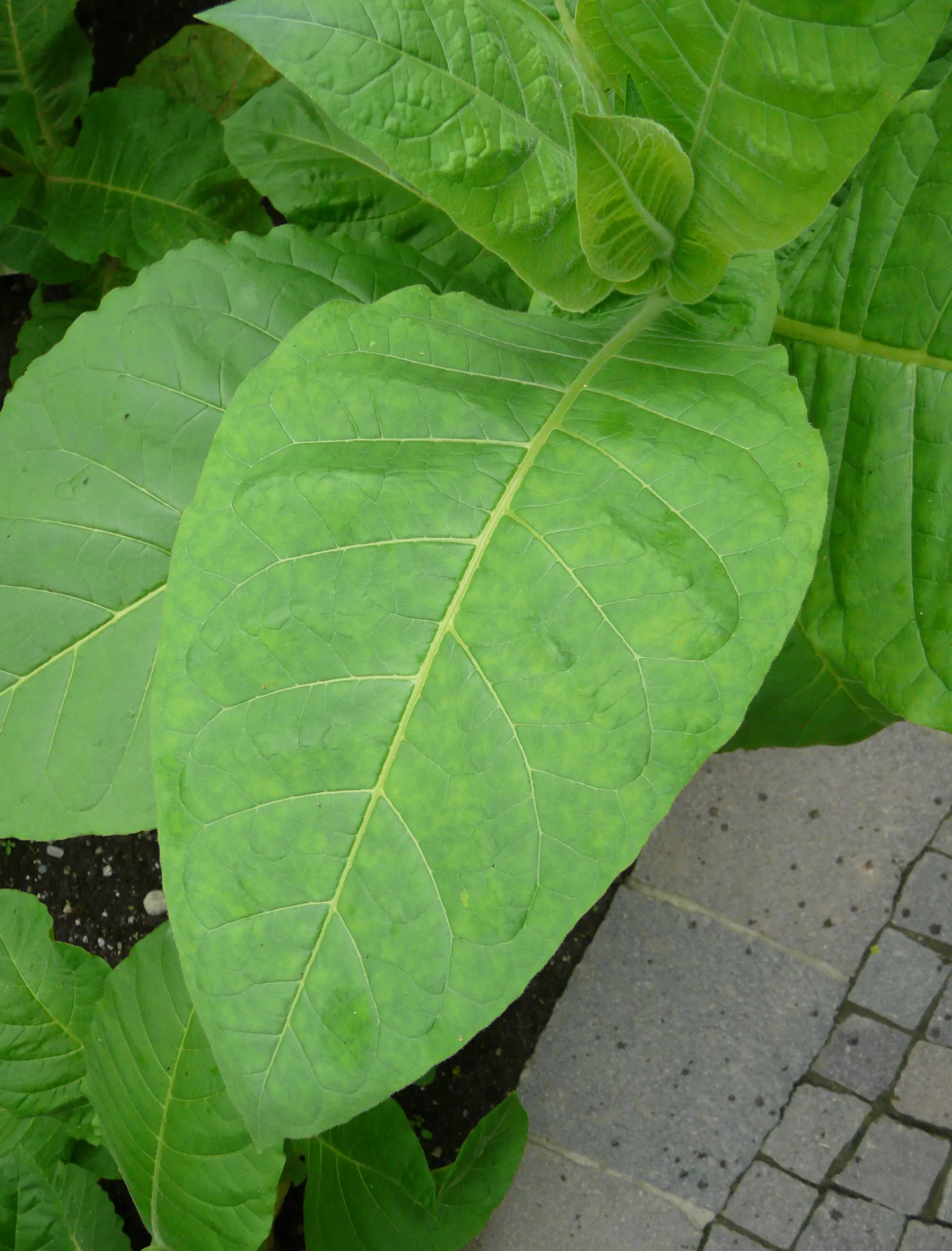 Tabacco degli alberi