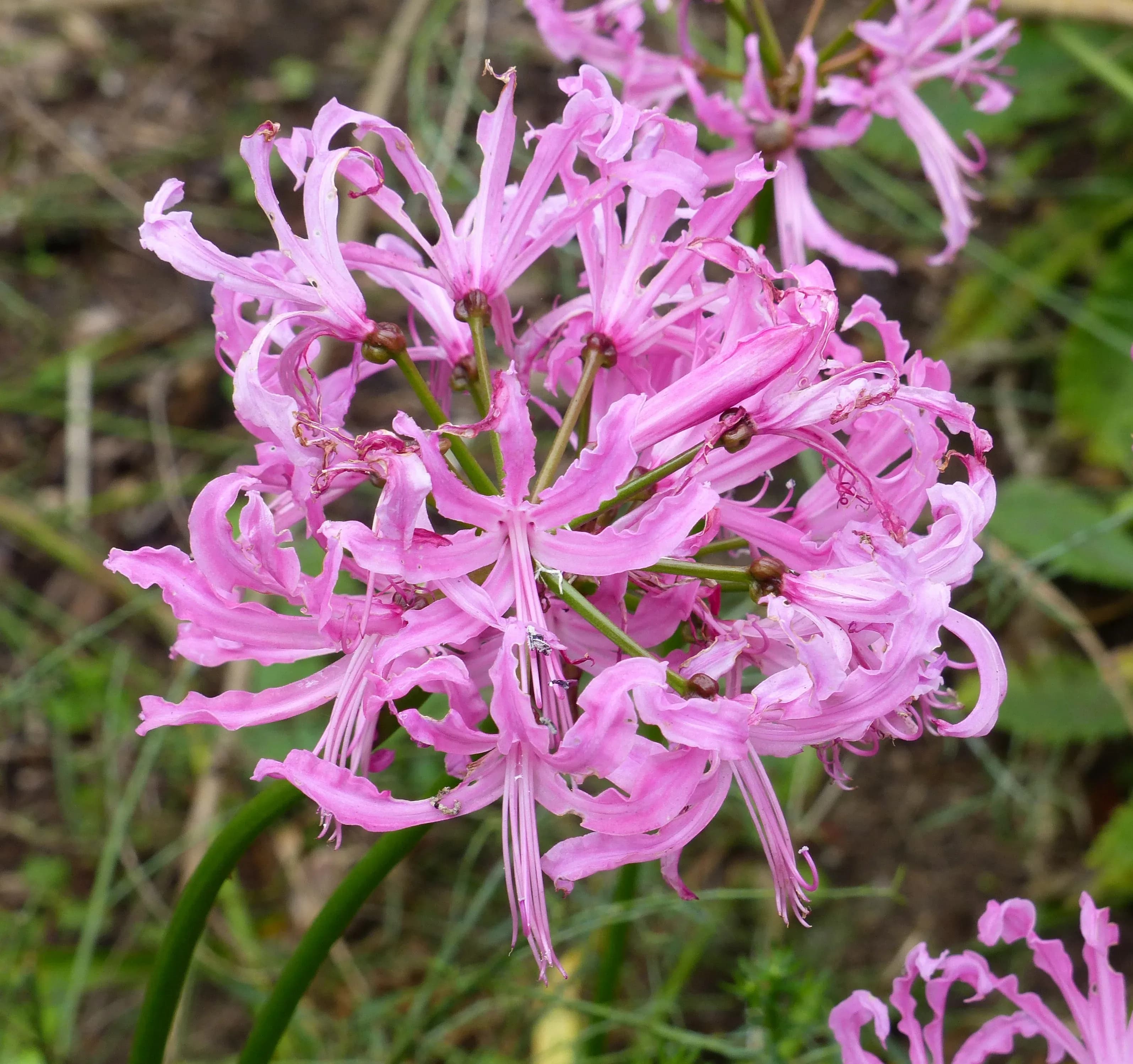 Nerine