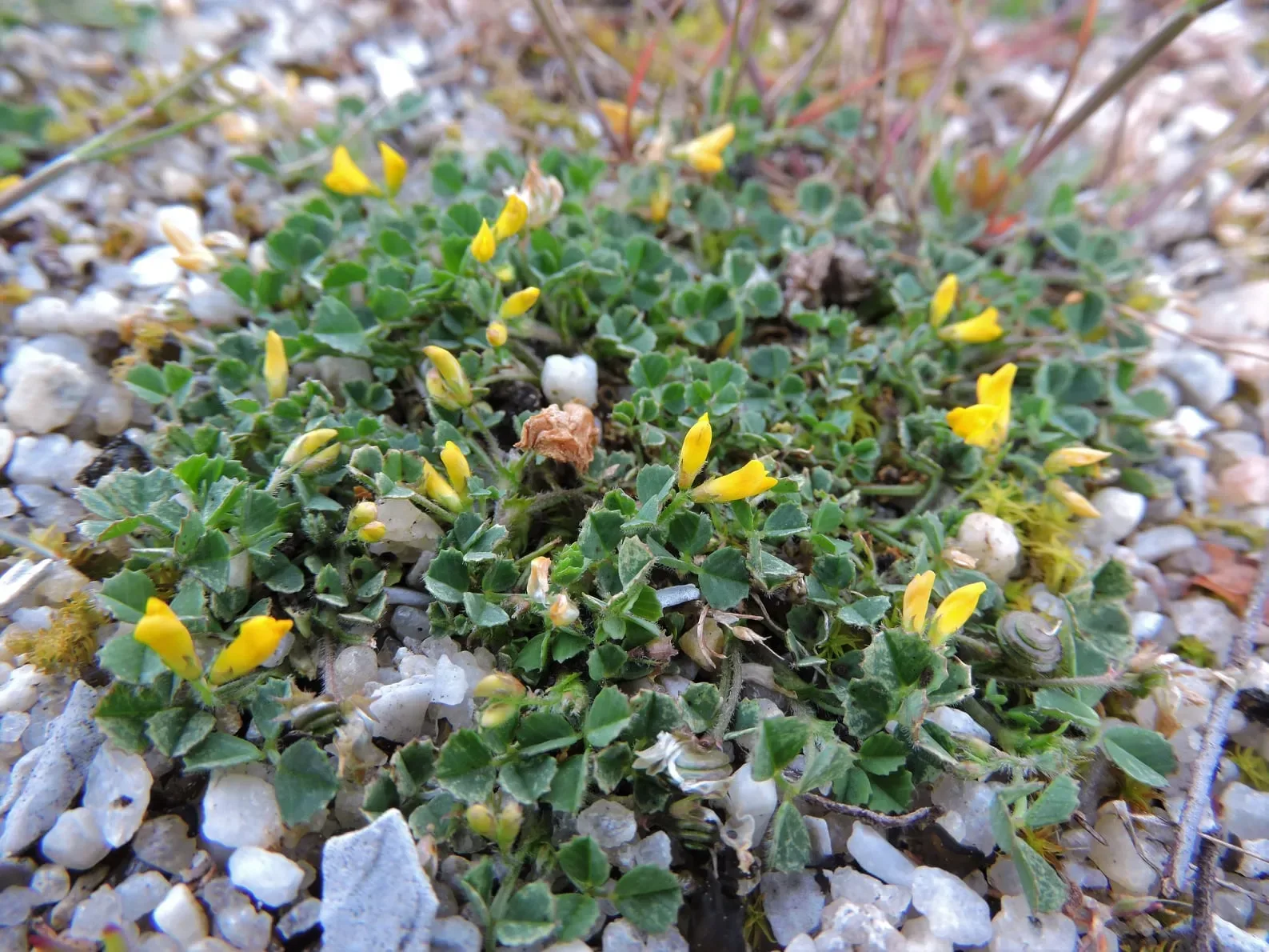 Erba medica litoranea