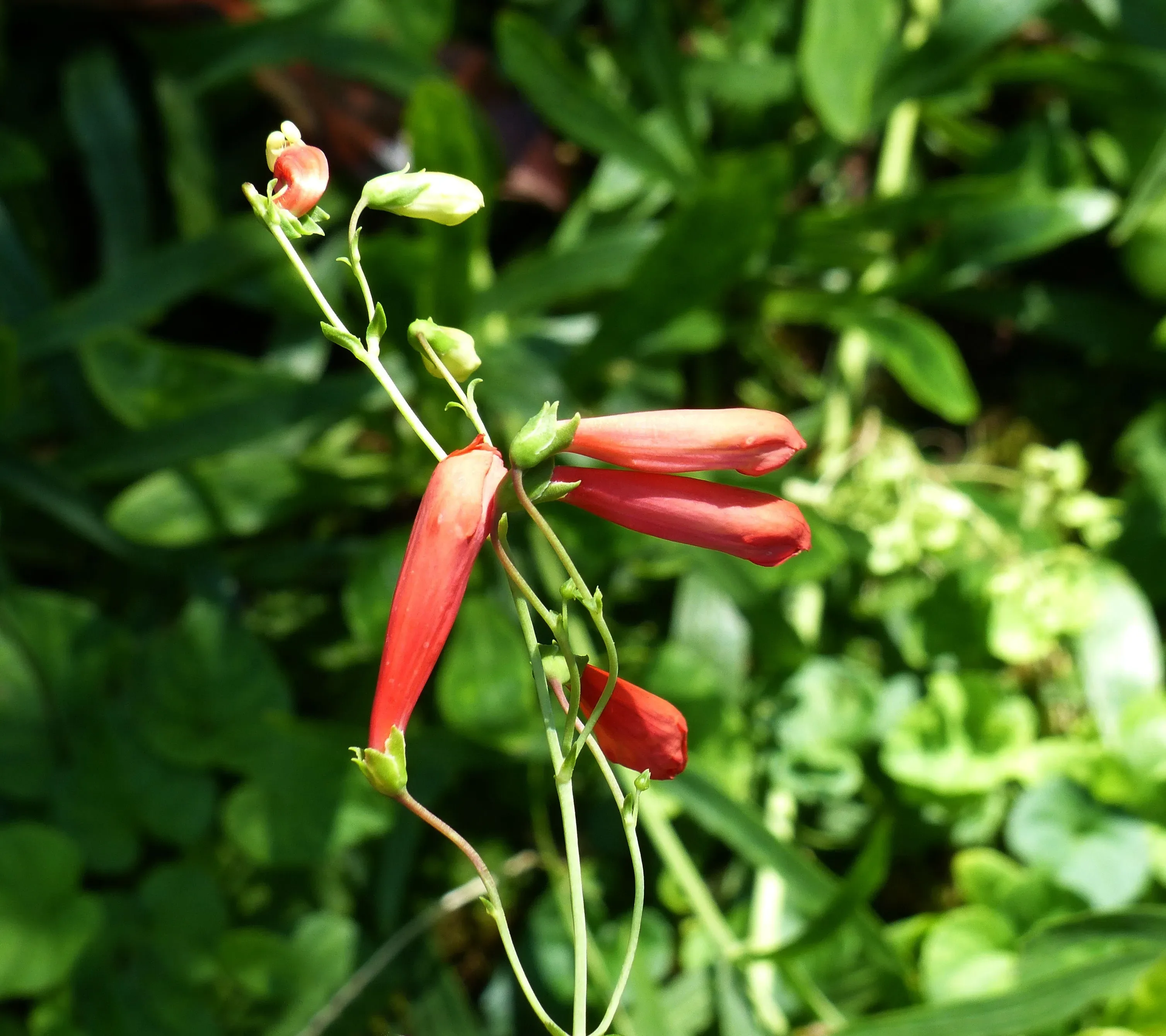 Penstemon