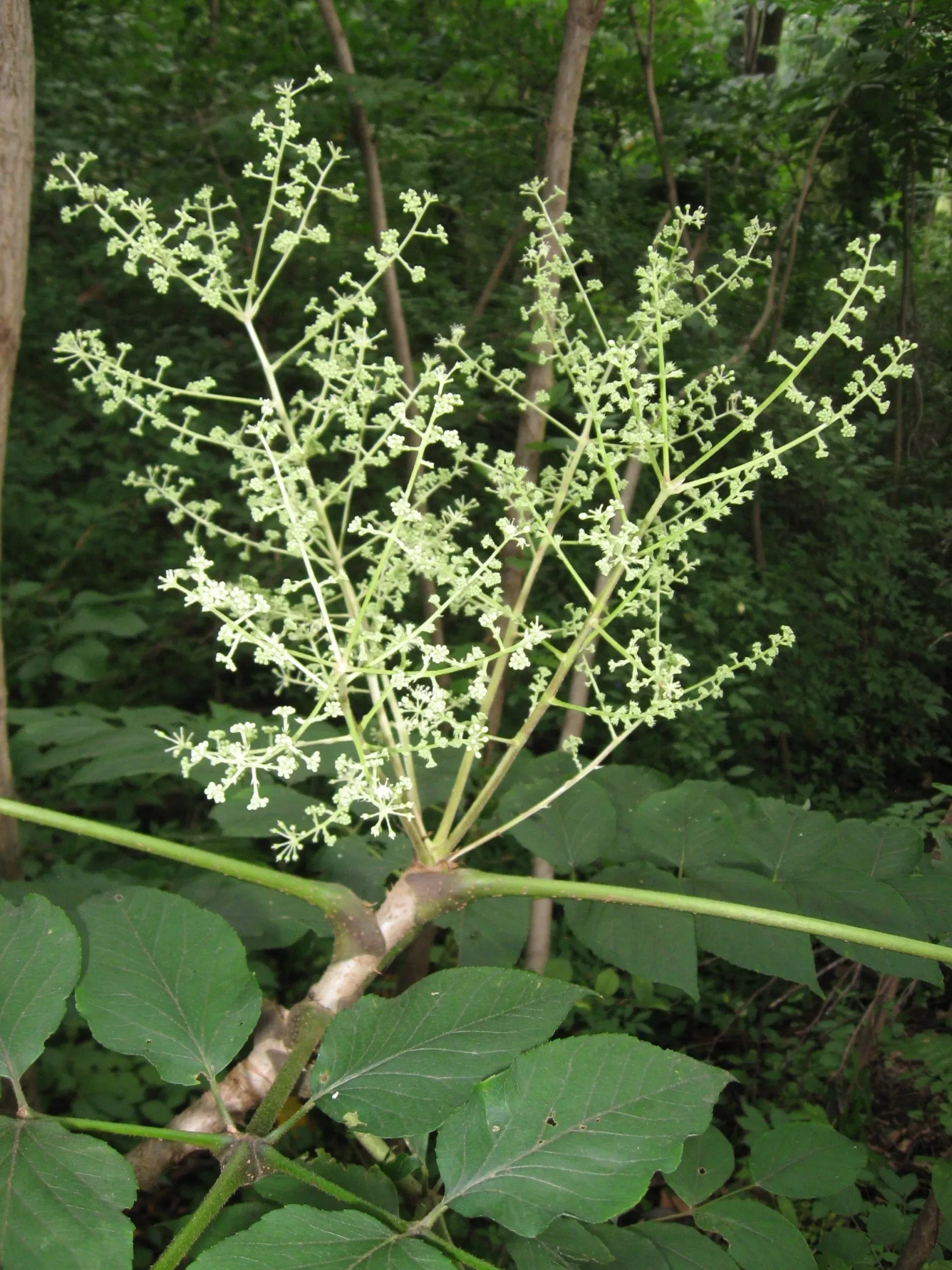 Aralia