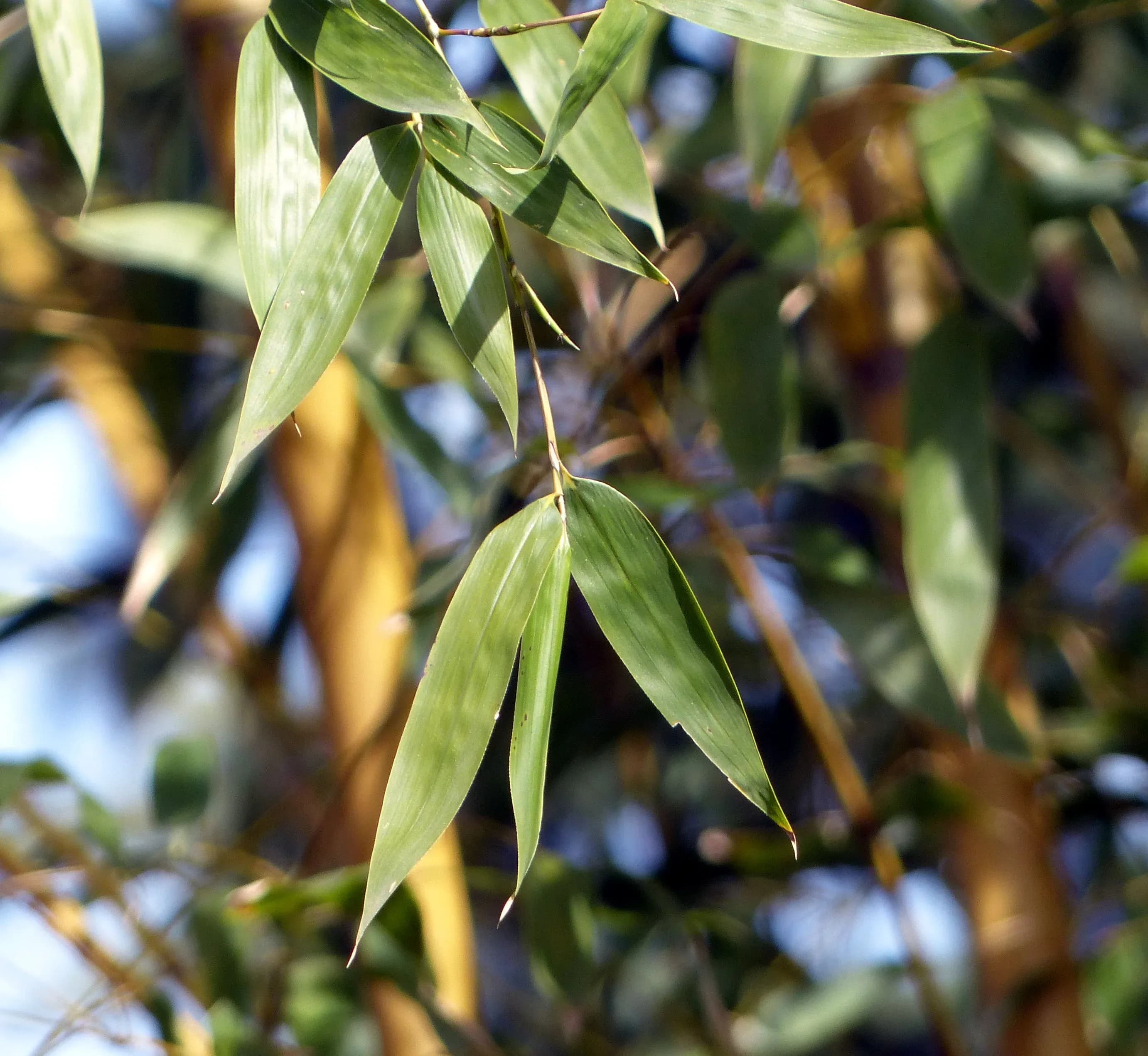 Bamboo Phyllostachys