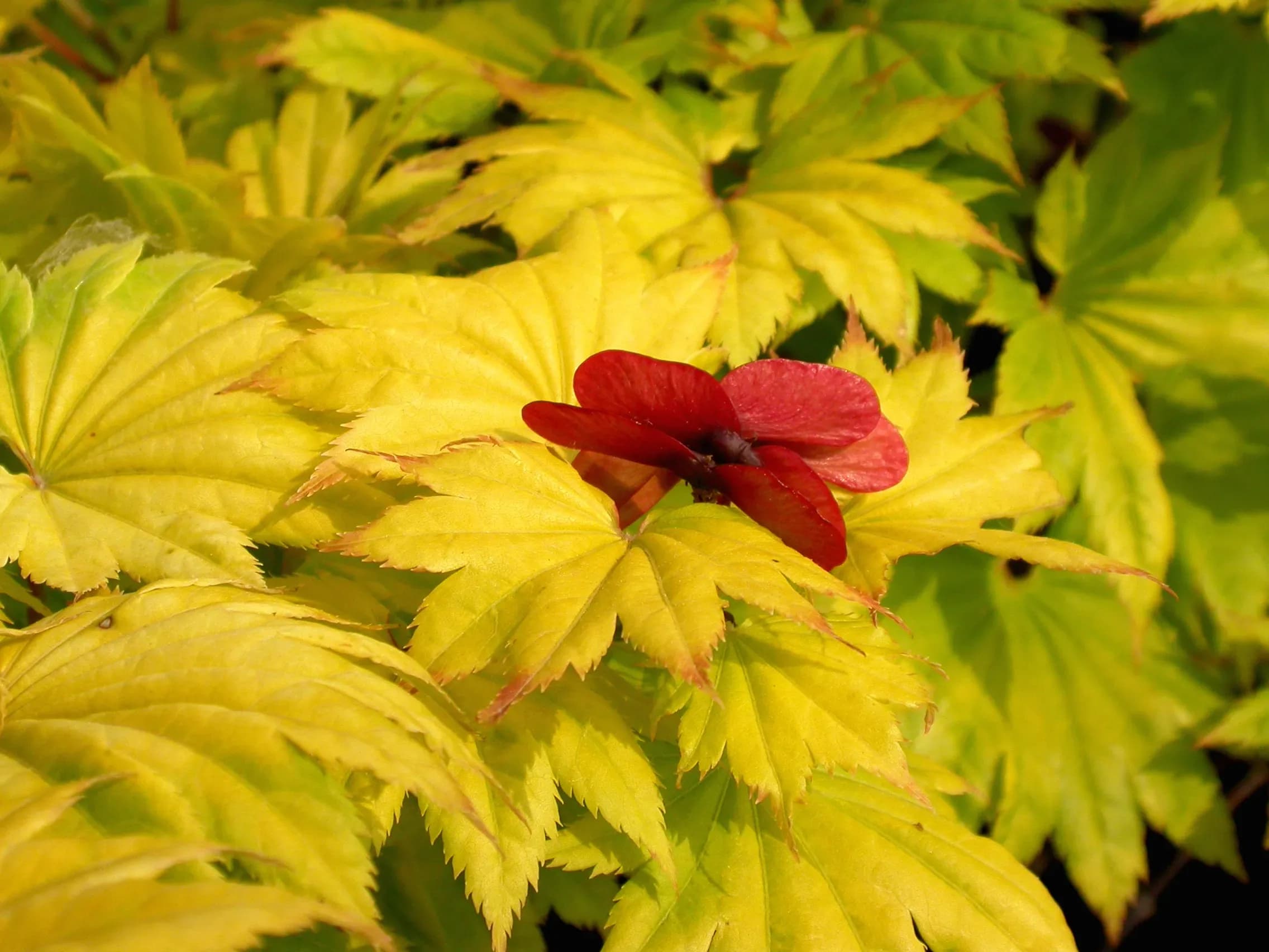 Acero Shirasawanum 'Aureum'