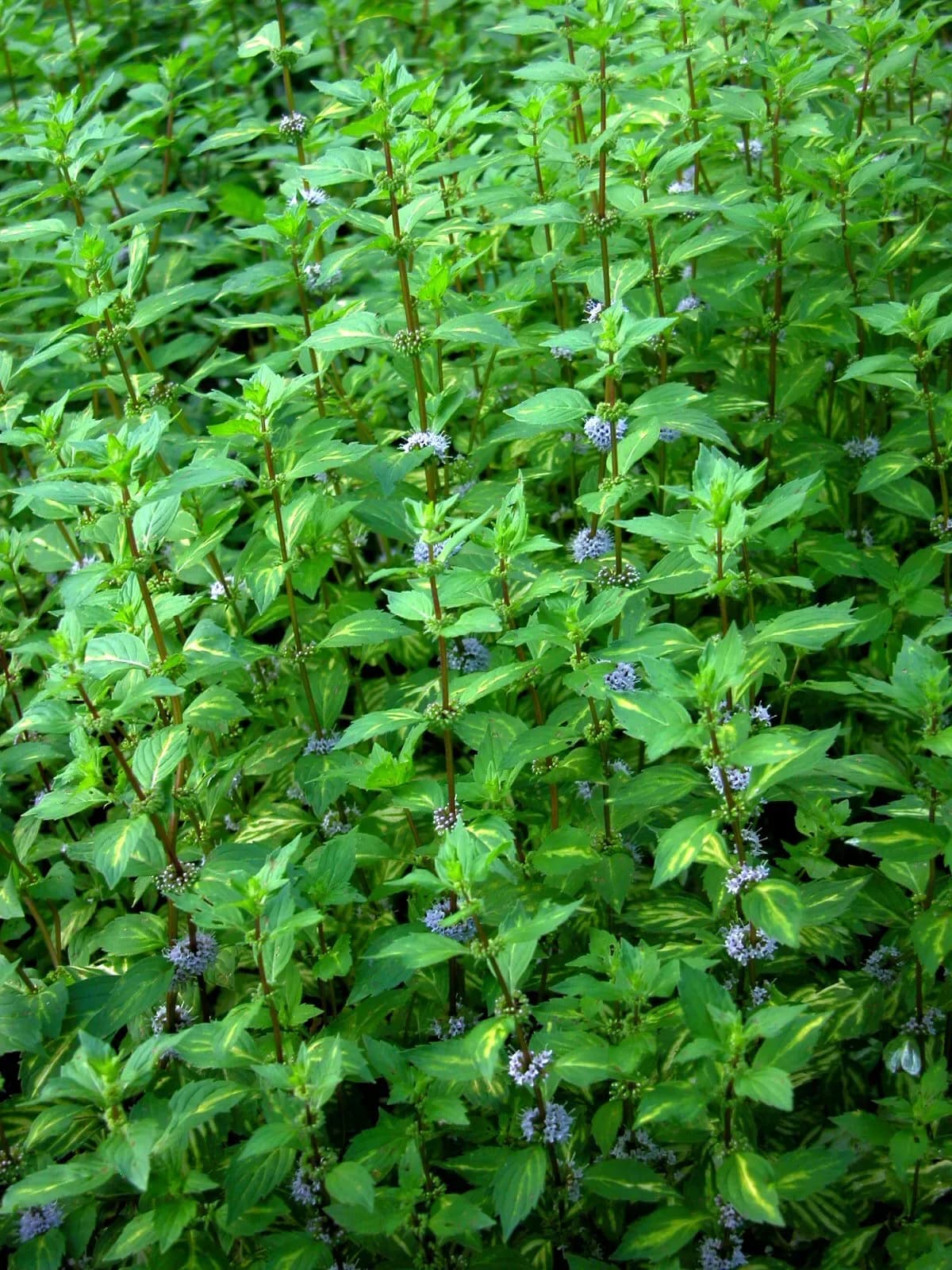 Menta zenzero