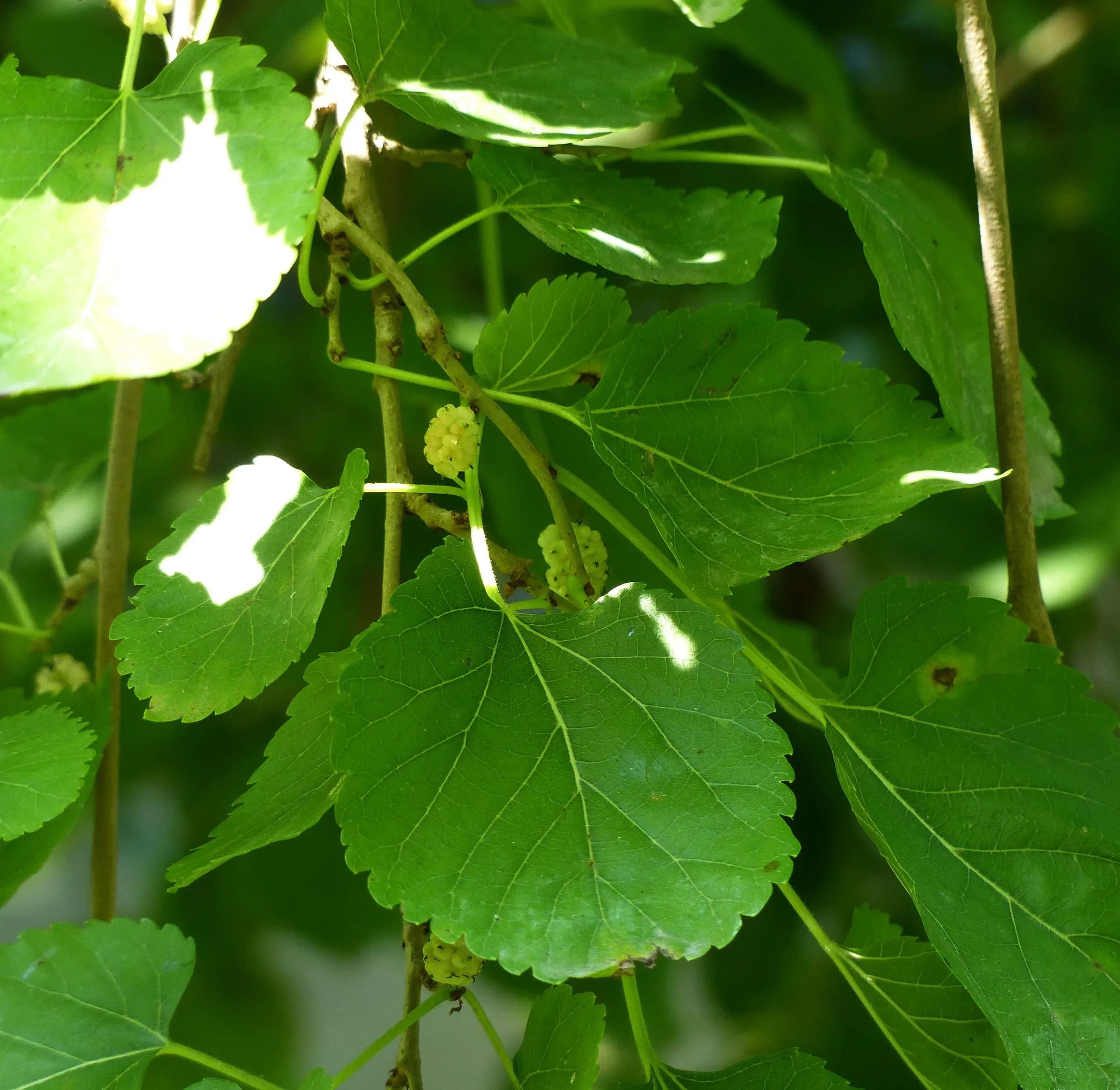 Gelso nero piangente