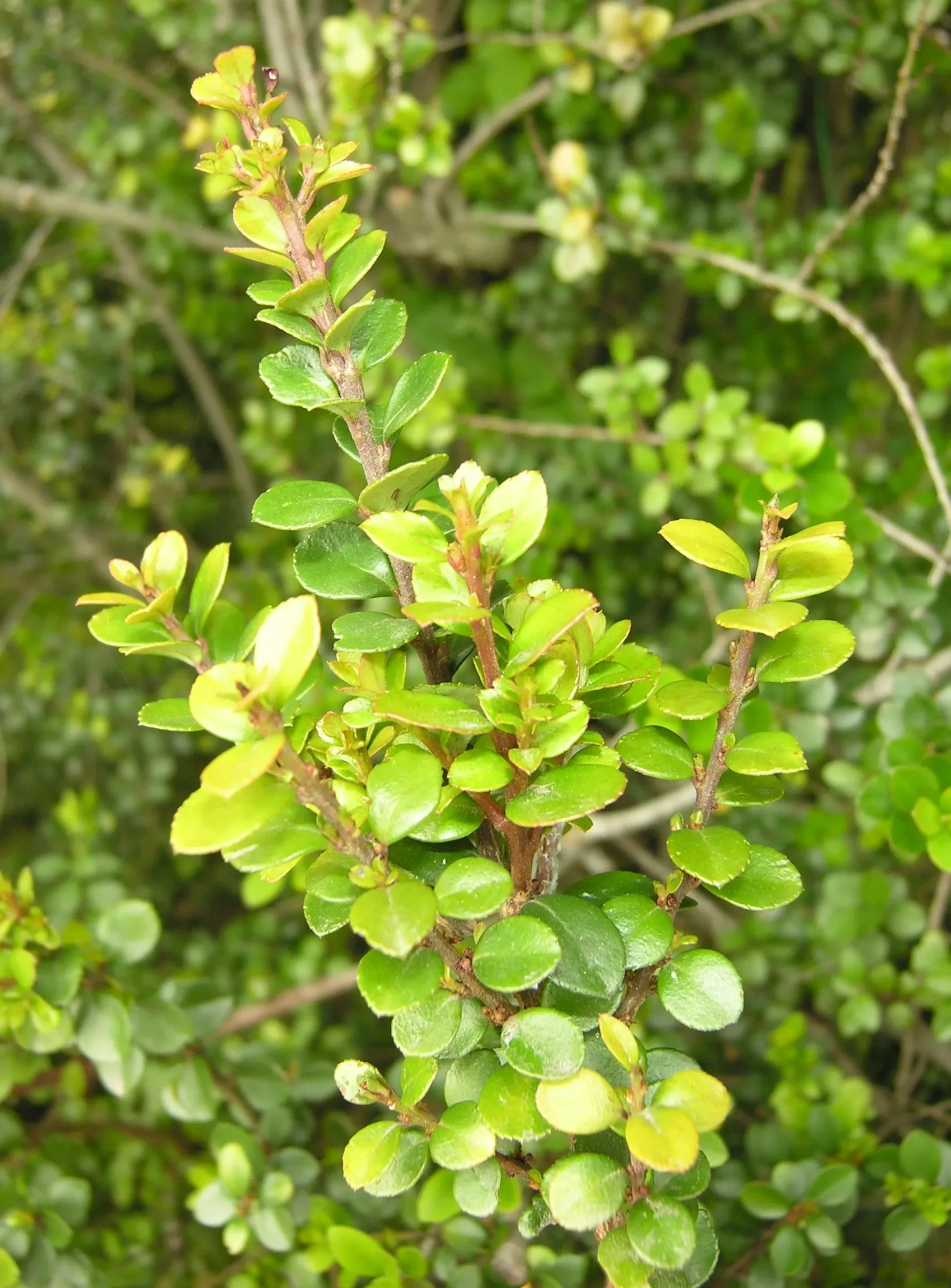 Myrsine africana