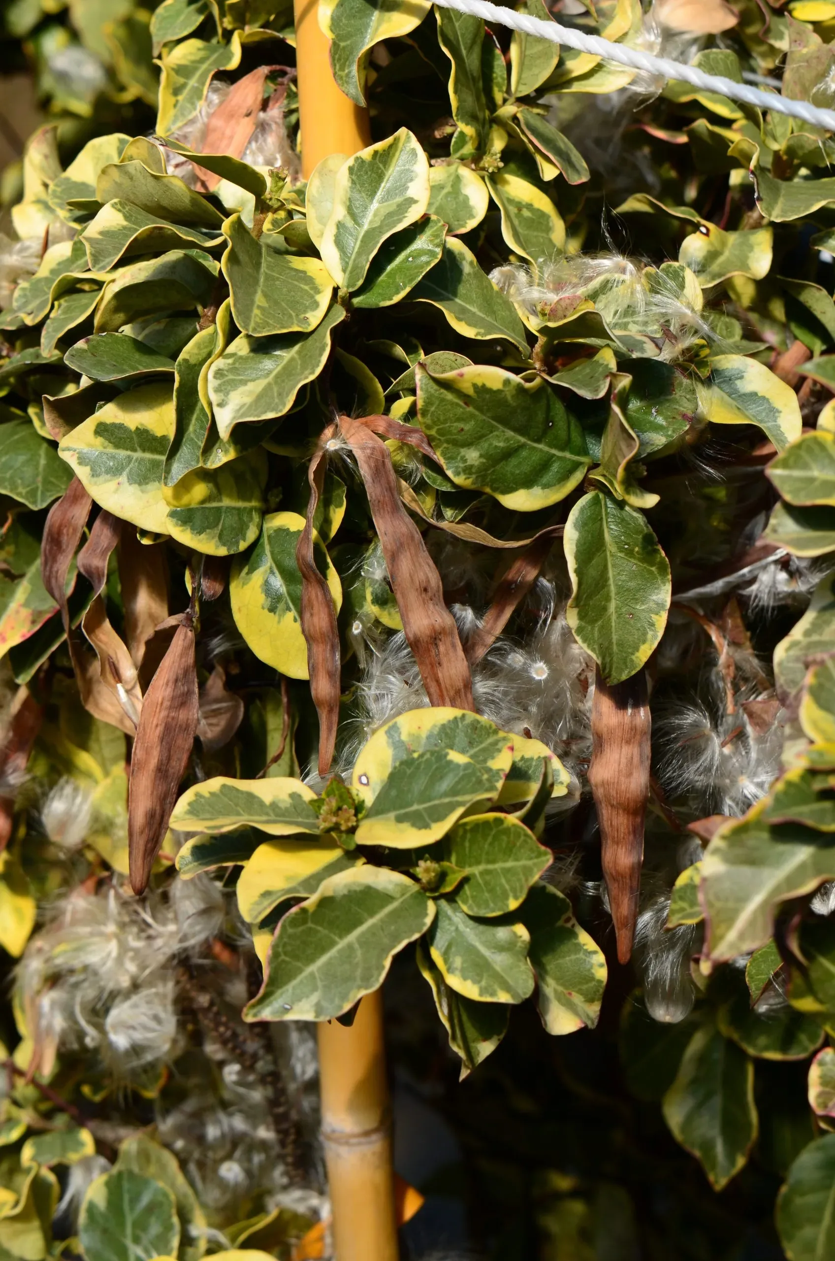Gelsomino variegato
