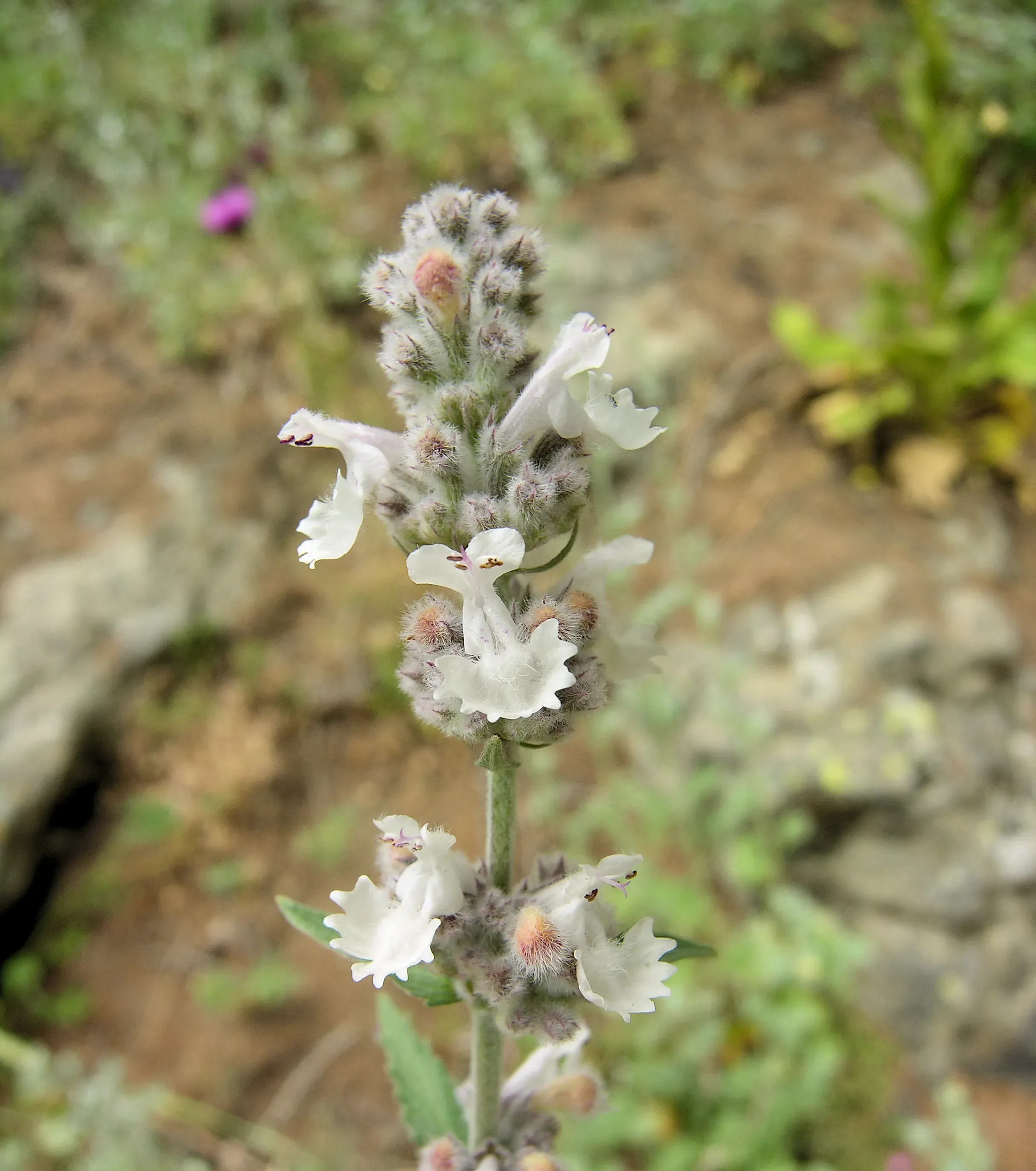 Nepetella