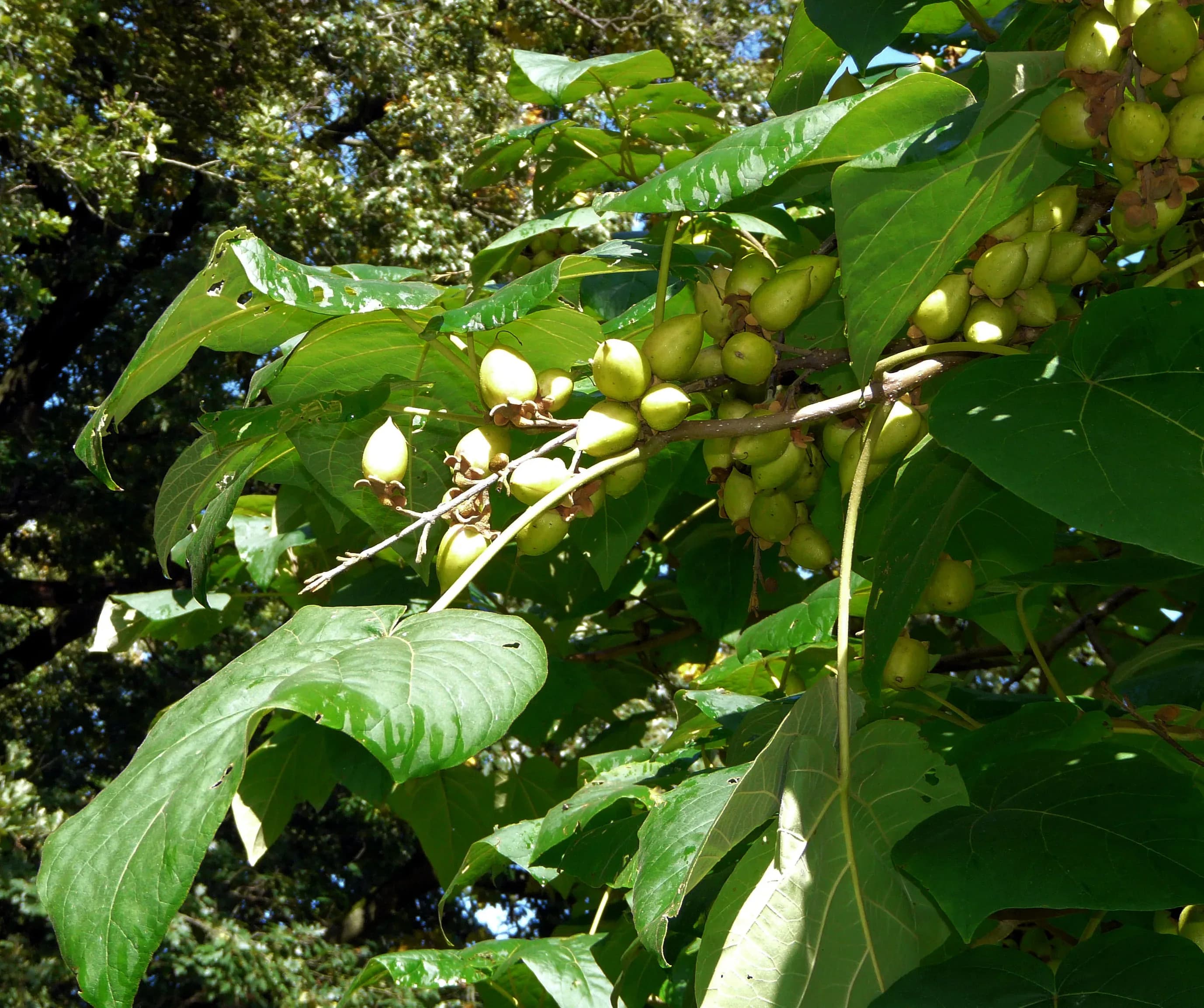 Paulonia